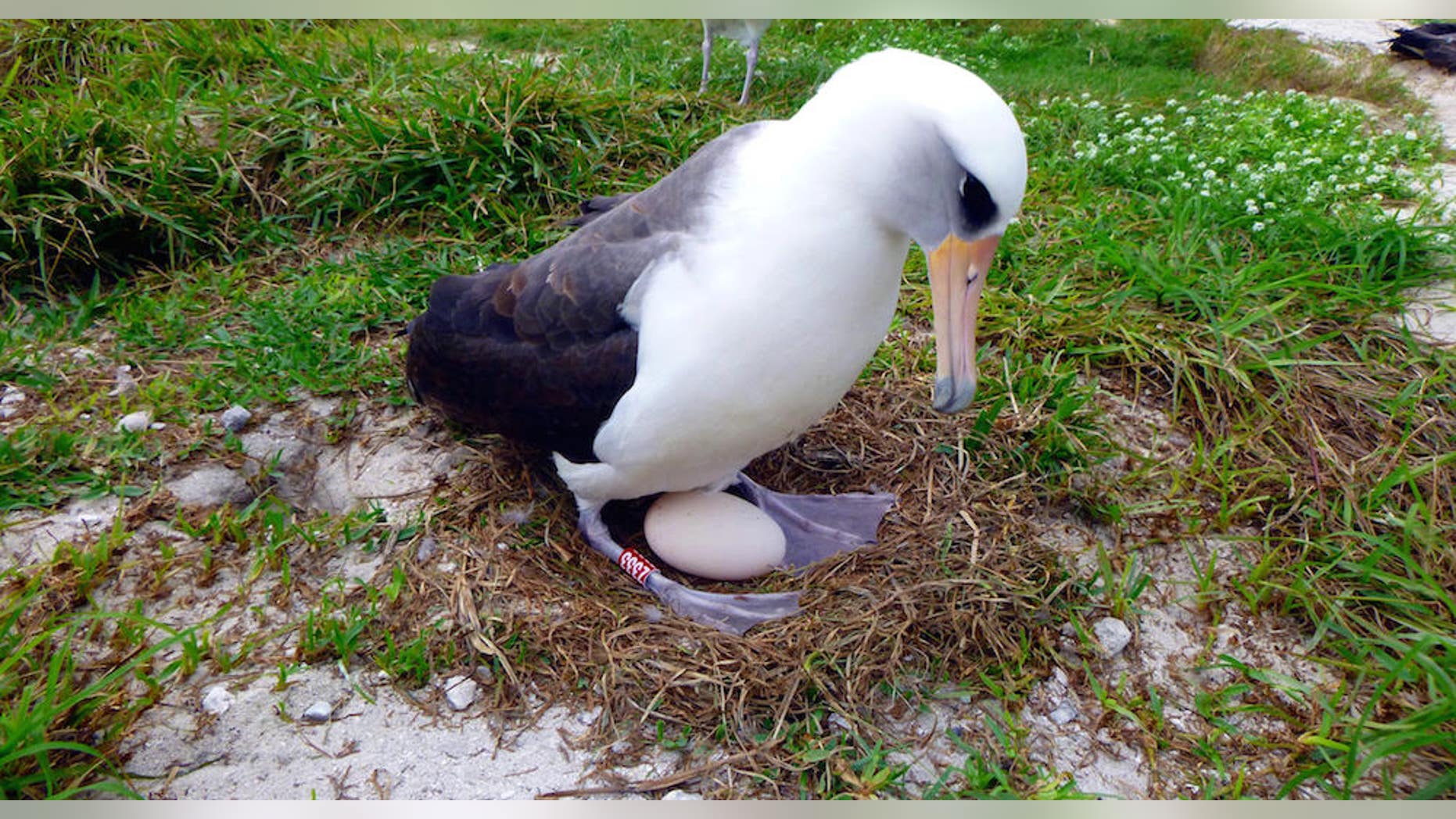 A Laysan albatross known as Wisdom incubates her egg on Midway Atoll National Wildlife Refuge, located in the Pacific Ocean about 1,400 miles northwest of Hawaii.
