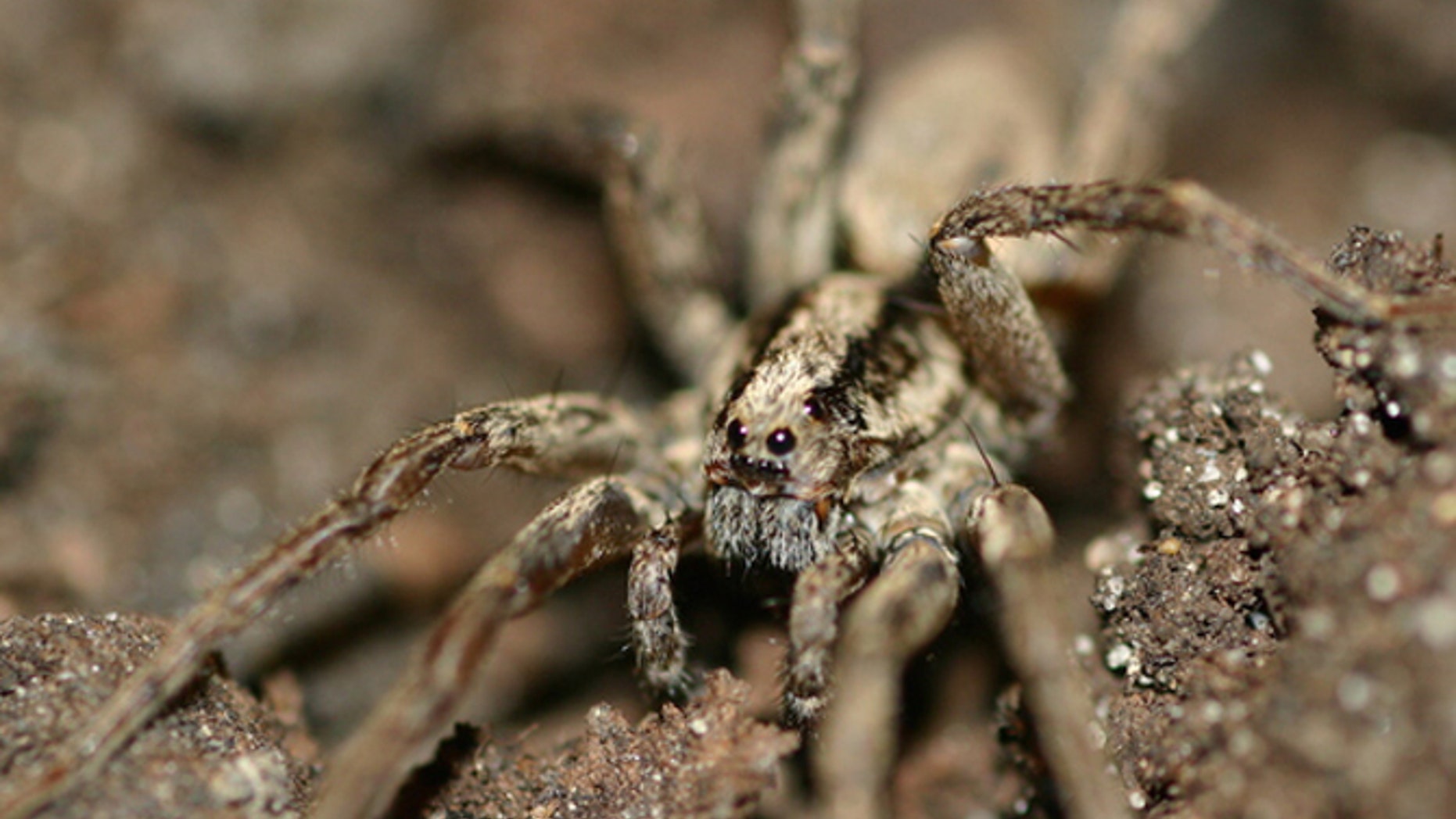 The male wolf spider (Gladicosa gulosa) appears to communicate with females through vibrations.