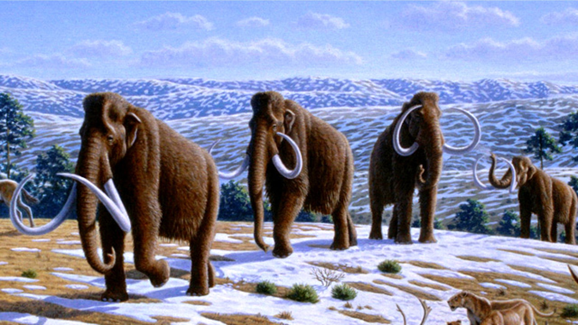 An artist's illustration depicts a herd of woolly mammoths.