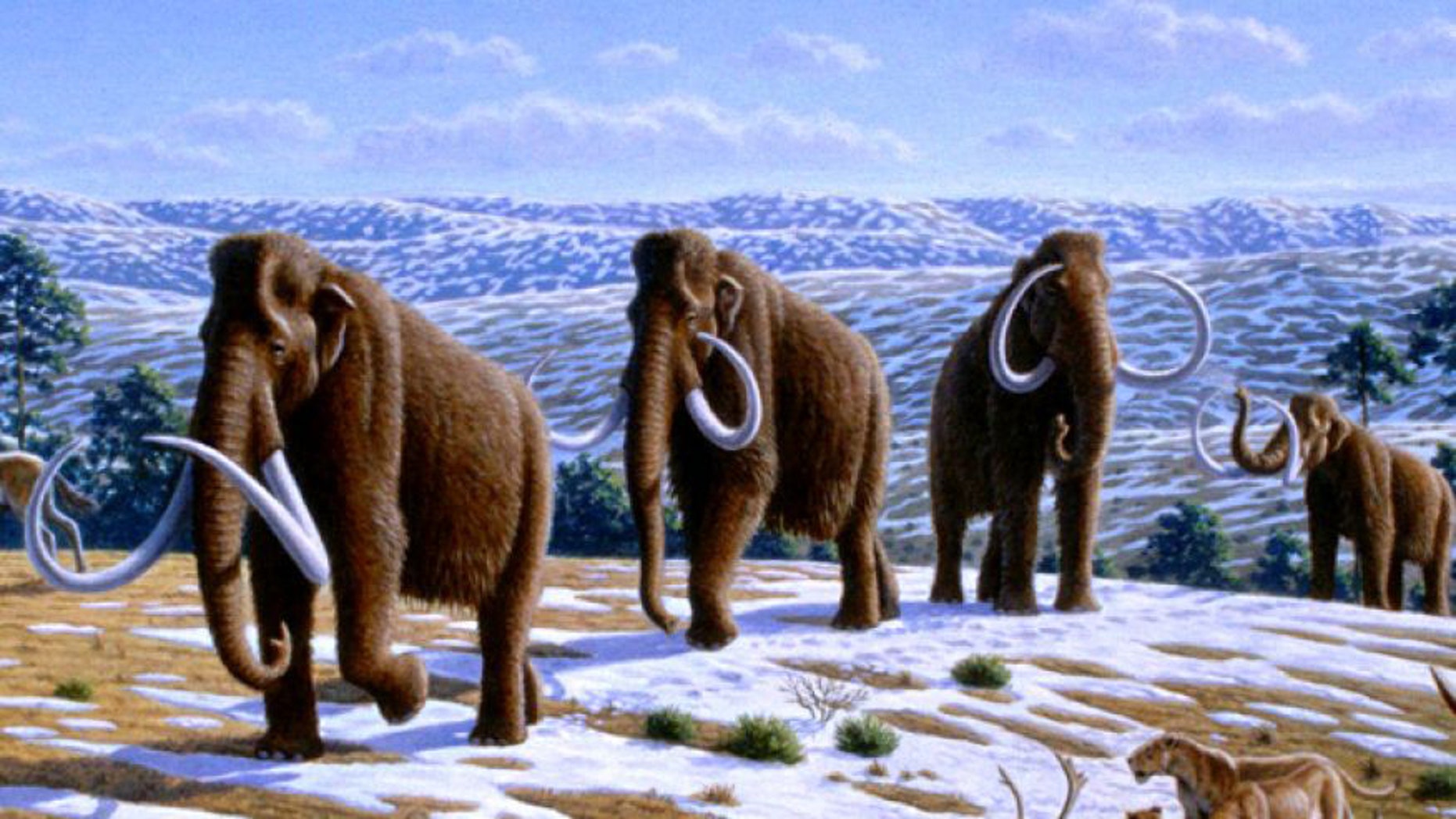 An artist's illustration depicts a herd of woolly mammoths.