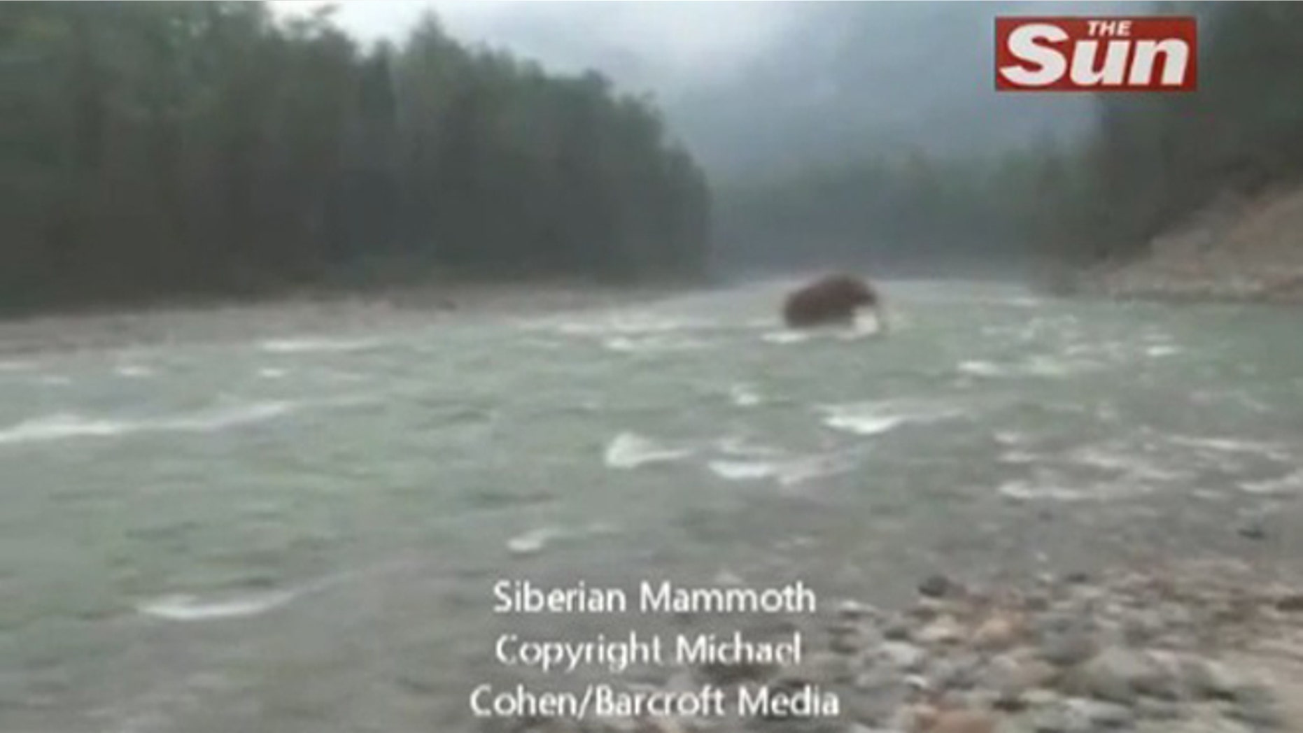 Screen grab of video showing alleged woolly mammoth crossing a river in Siberia.