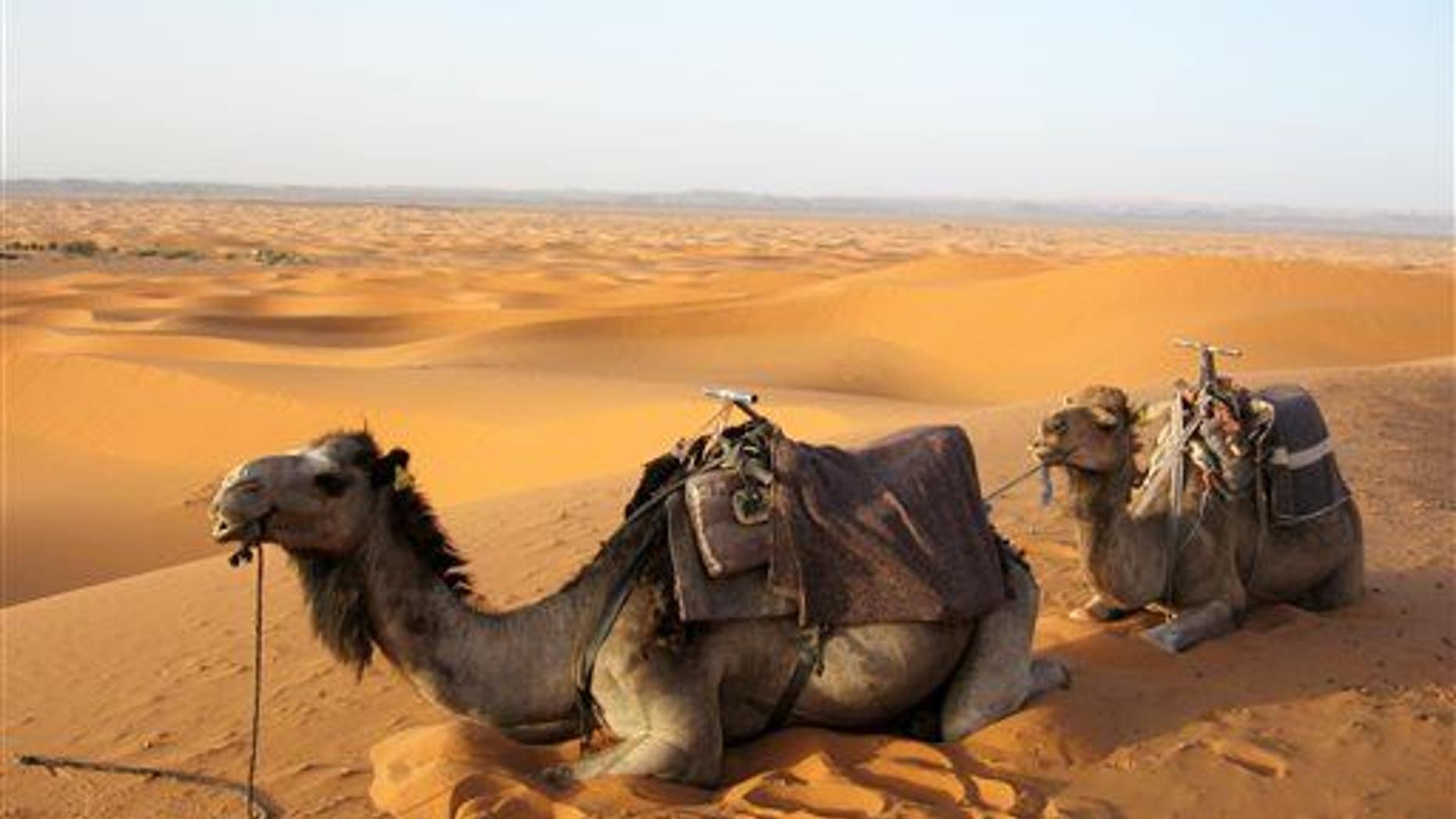 This June 2013 photo shows camels resting in sand dunes on a sunset ride in Erg Chebbi, Morocco, at the edge of the Saharan desert.