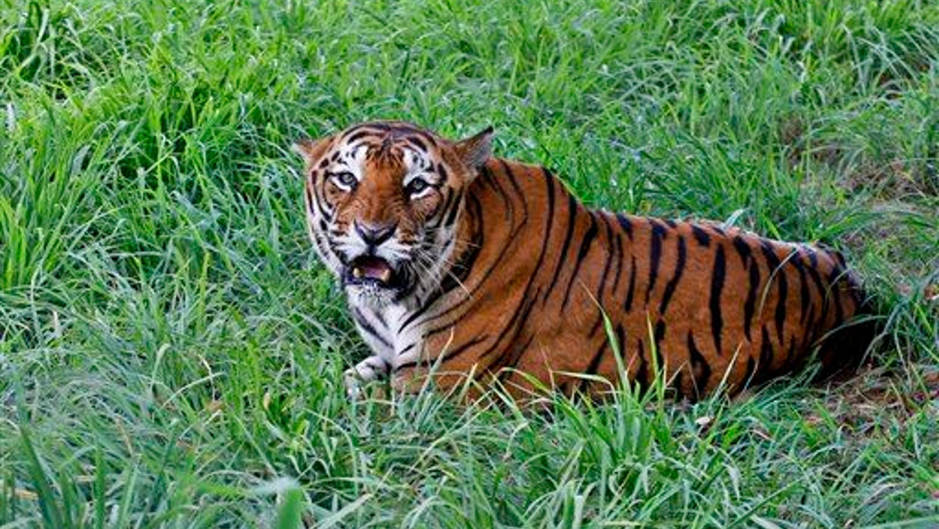 A Bengal tiger rests in the jungles of Bannerghatta National Park, 16 miles south of Bangalore, India.