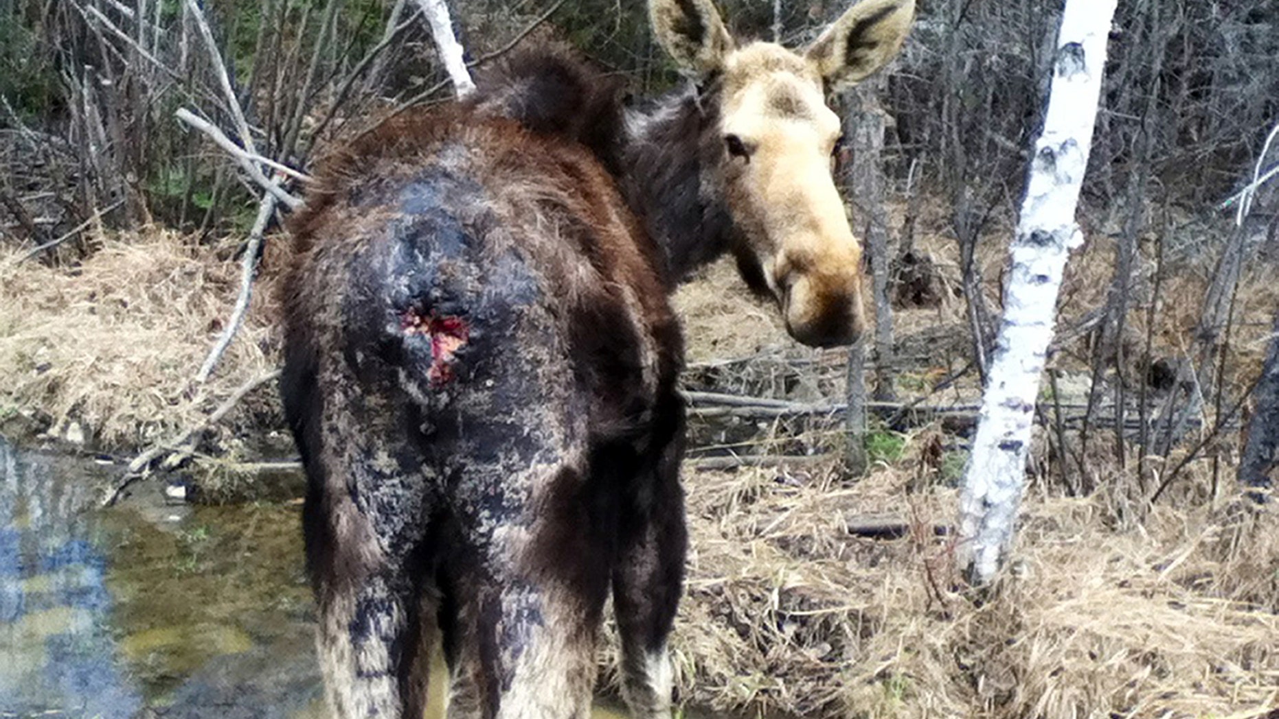 May 4, 2014: In this photo provided by Mark Ceminsky, a female moose that lost its tail stands along the Gunflint Trail in northeastern Minnesota, about 60 miles from the town of Grand Marais.
