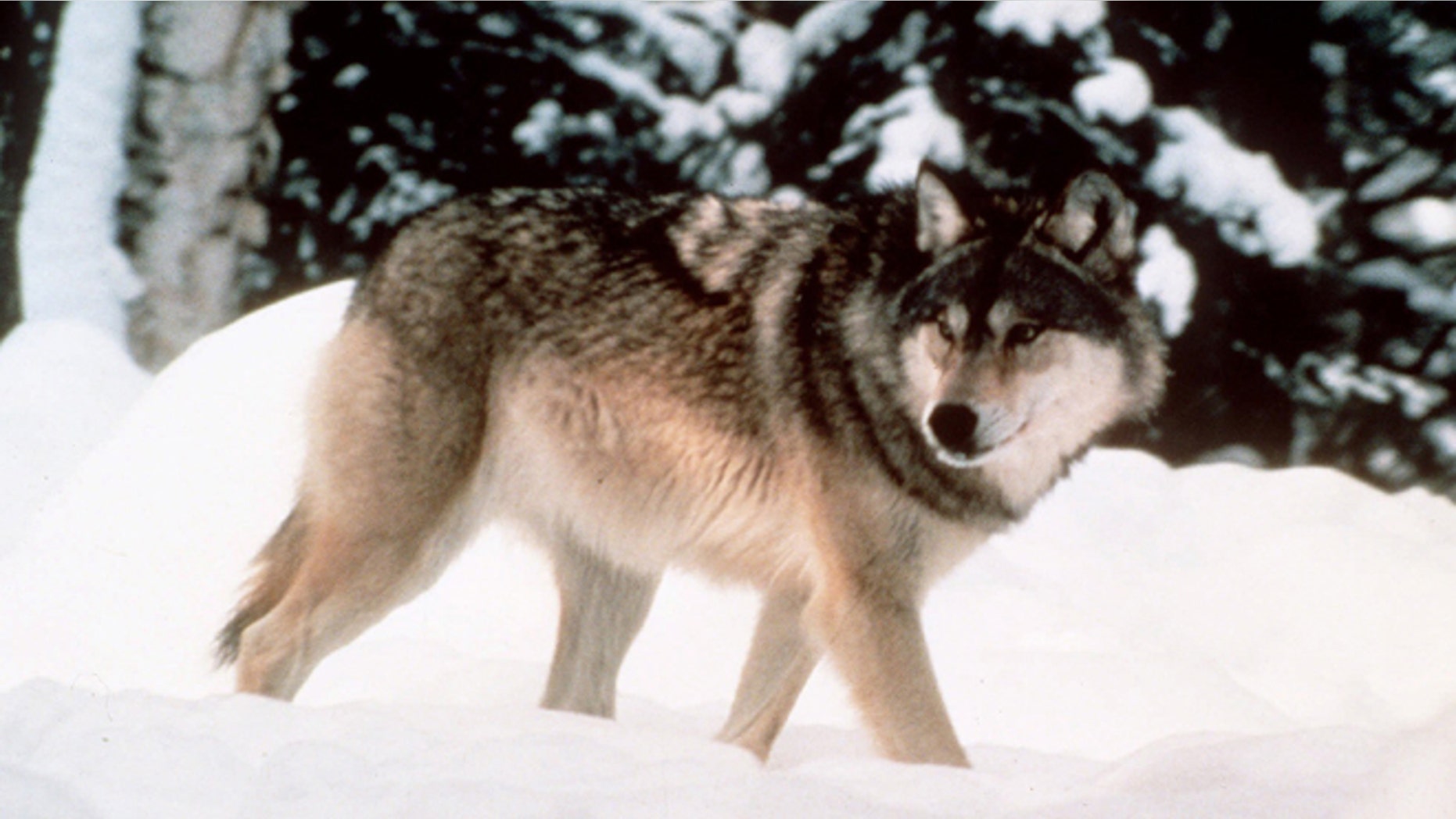 This image provided by Yellowstone National Park shows a wolf walking through the snow in Yellowstone National Park in Wyoming.