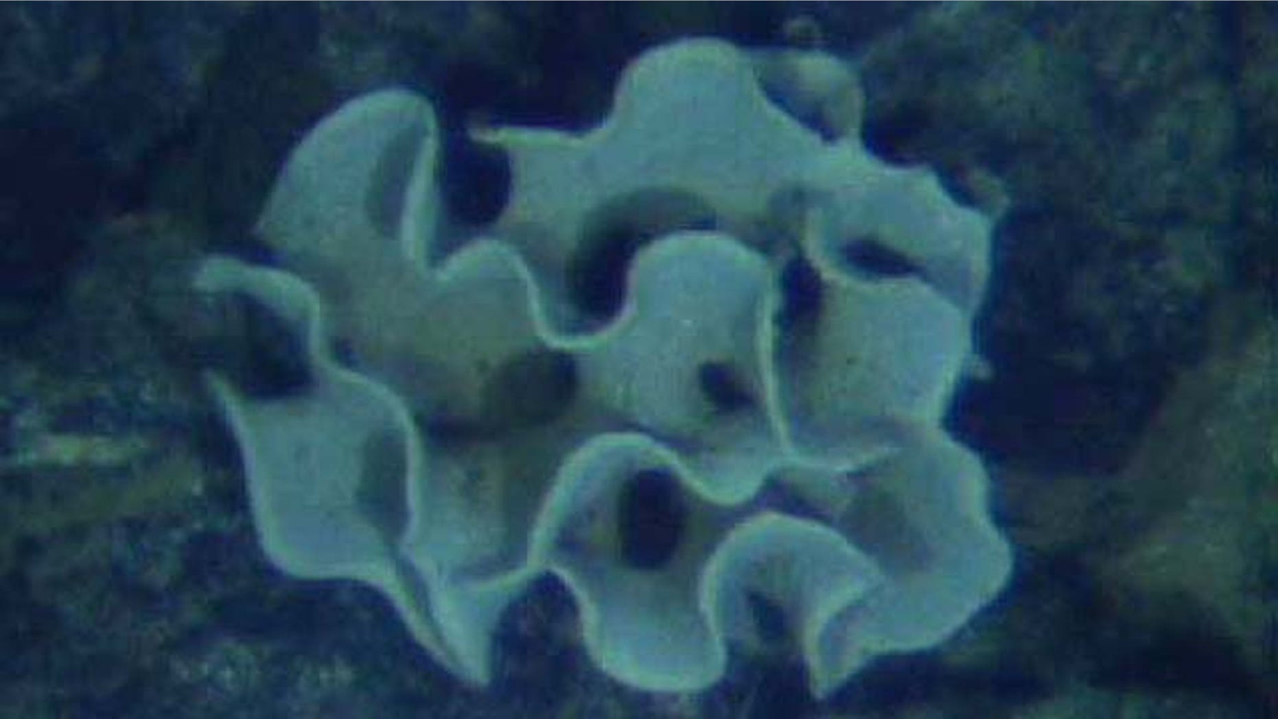 A one-celled organism called a xenophyophore. This deep-sea-dwelling creature was found in the Galapagos in 2002; Scripps Institute researchers found similar ones dwelling at depths well past 6 miles.