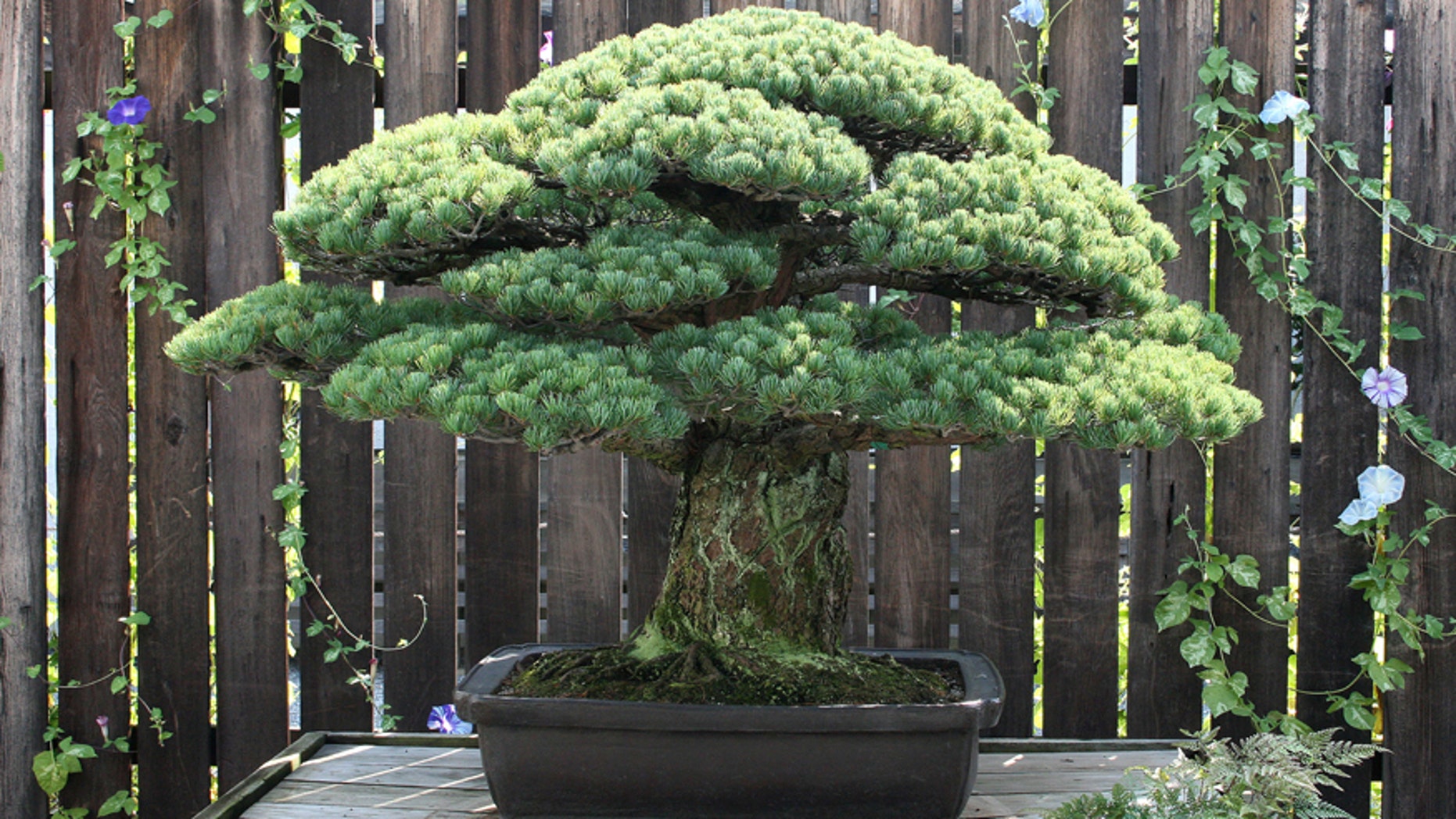The 390-year old Japanese White Pine.