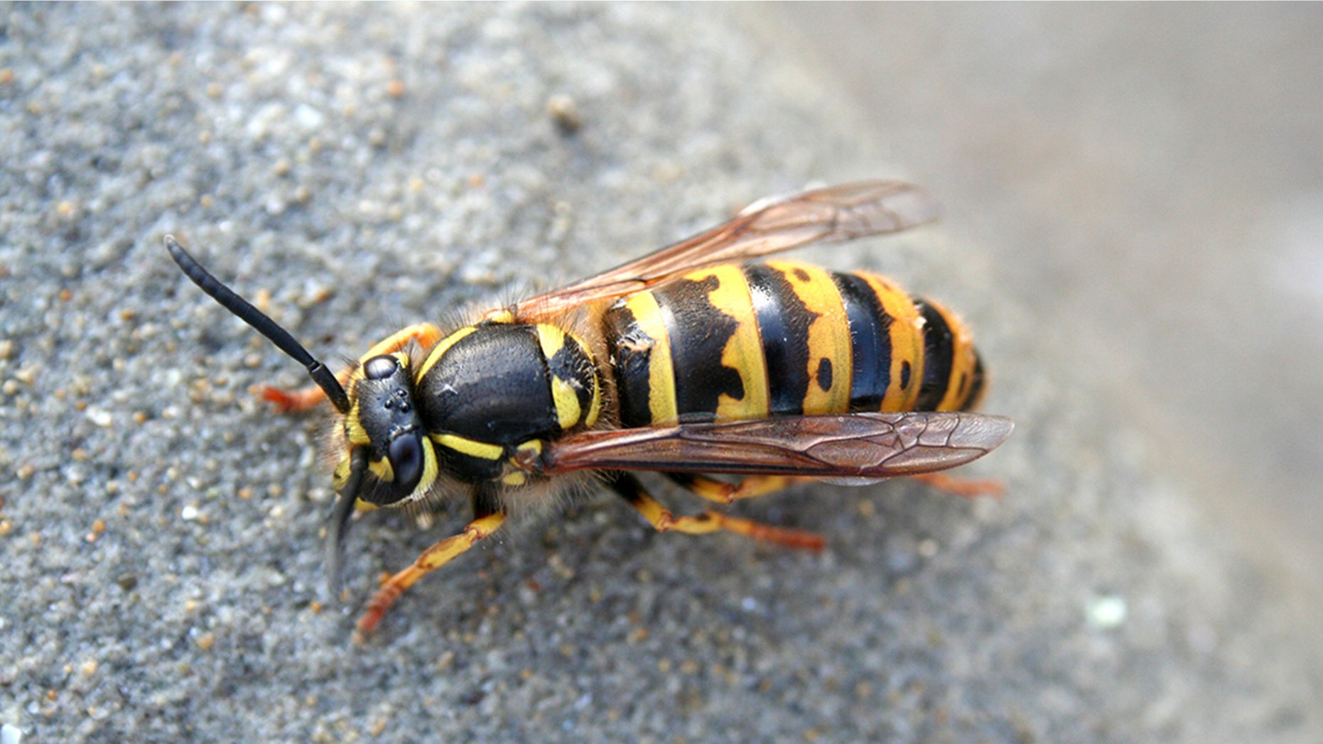 A New Hampshire man recently died after being stung by a yellow jacket wasp.