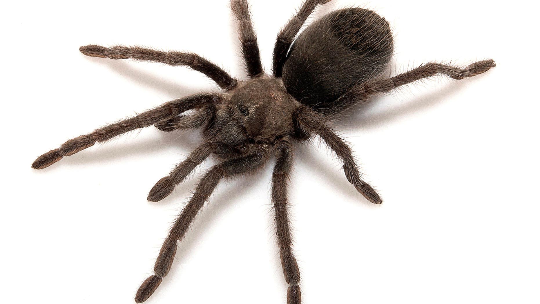 This undated photo shows a new species of tarantula called Aphonopelma atomicum, which can be translated as "atomic tarantula."