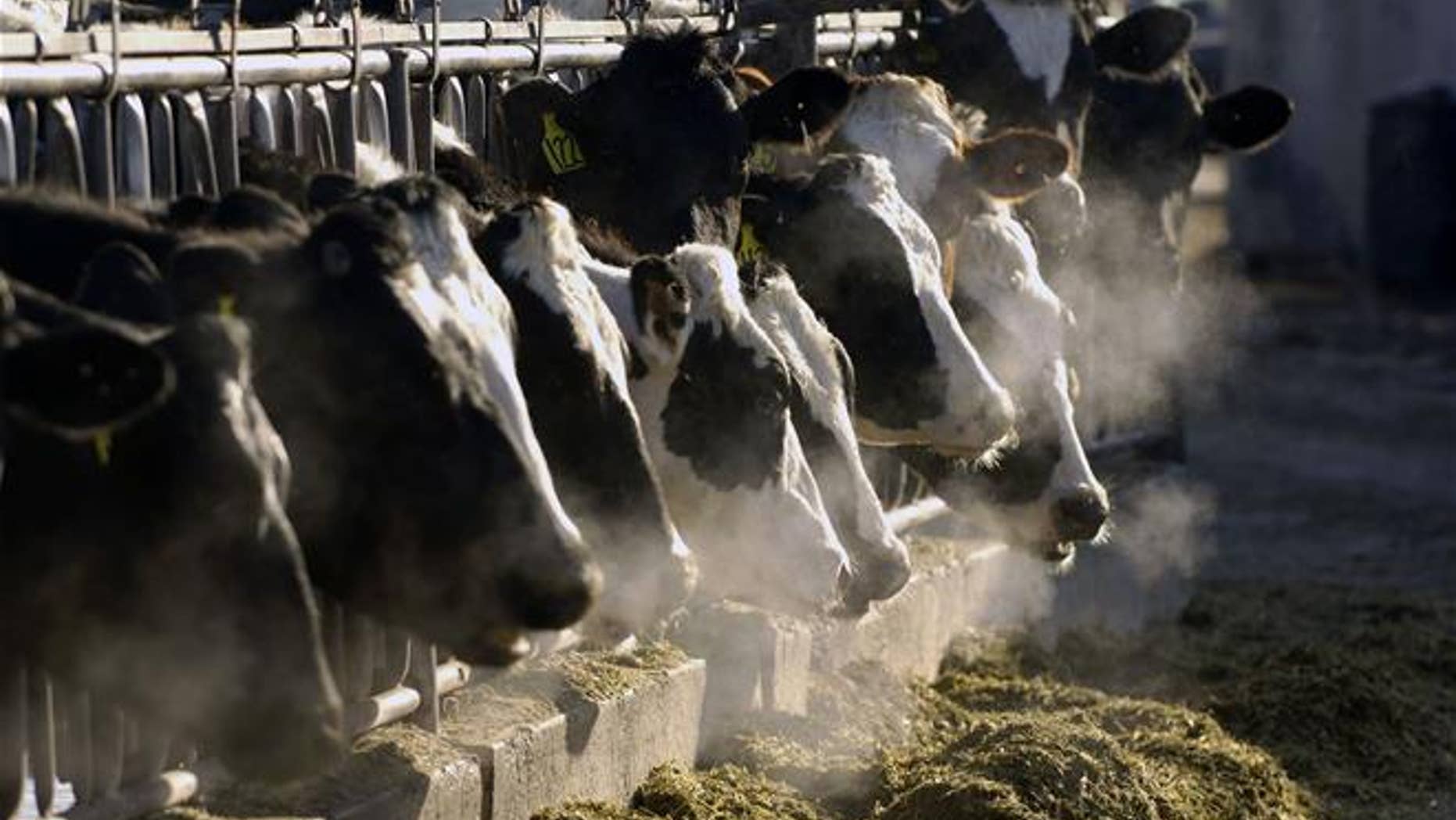 In this file photo, a line of Holstein dairy cows feed through a fence at a dairy farm outside Jerome, Idaho.