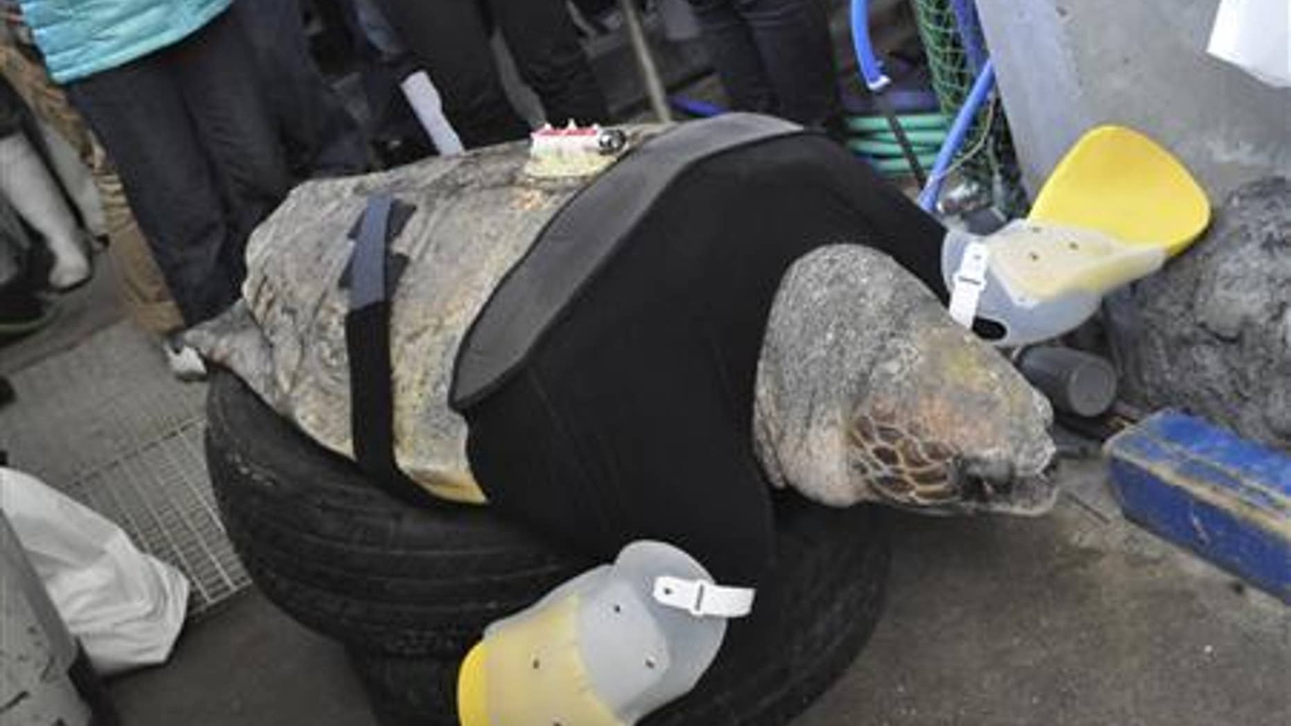A 25-year-old female loggerhead turtle named Yu receives her 27th pair of prosthetic flippers at the Suma Aqualife Park in Kobe, western Japan February 11, 2013.