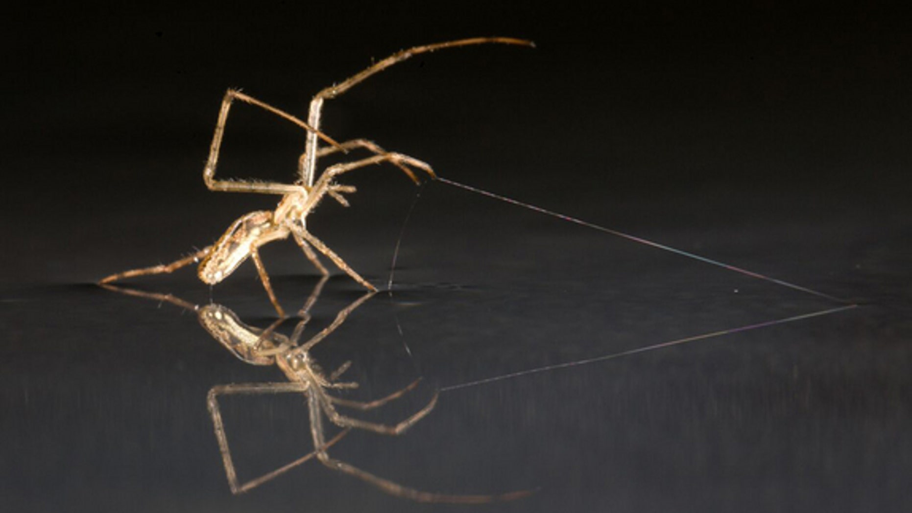 Tetragnathid spider using silk as anchor.