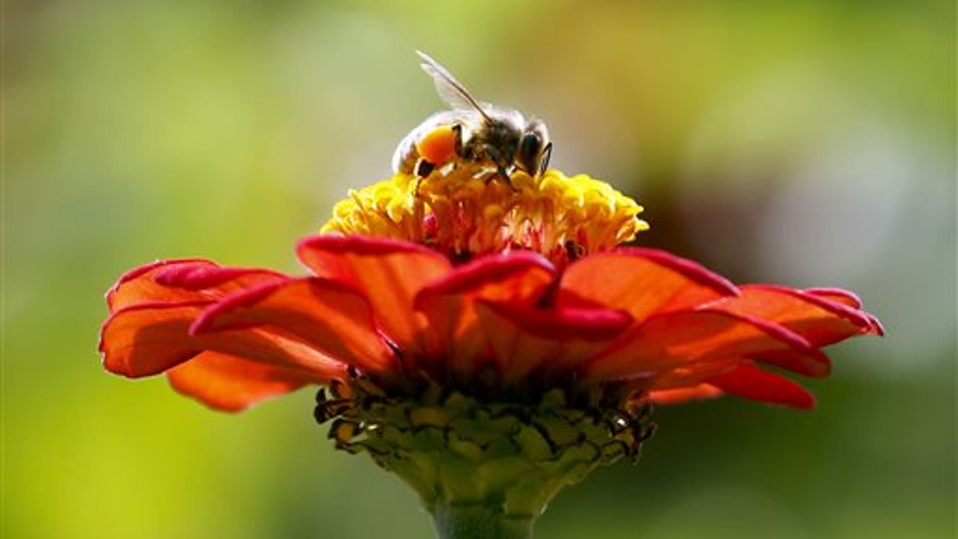 In this Sept. 1, 2015, photo, a honeybee works atop gift zinnia in Accord, N.Y. While scientists have documented cases of tiny flies infesting honeybees, causing the bees to lurch and stagger around like zombies before they die, researchers don't know the scope of the problem. (AP Photo/Mike Groll, File)