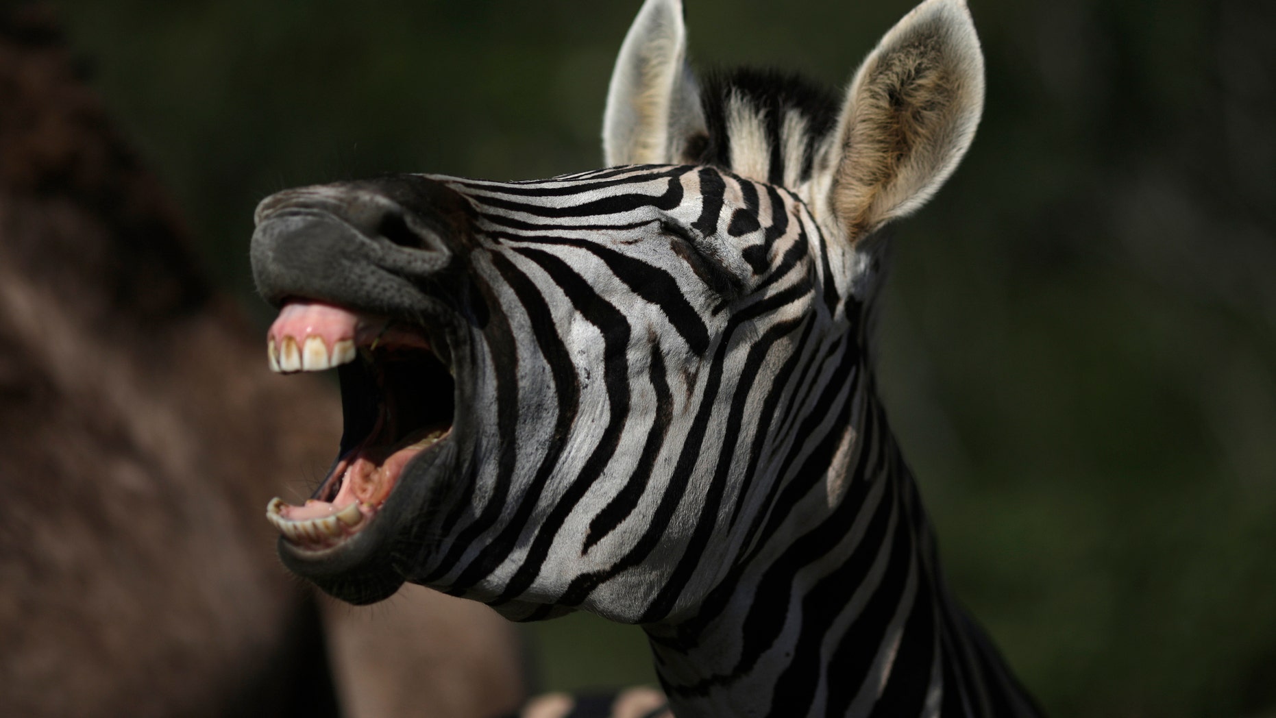 A zebra is pictured at the Portobello Resort, where the Italy soccer team will be based during the 2014 World Cup, in Mangaratiba March 11, 2014. REUTERS/Ricardo Moraes (BRAZIL - Tags: SPORT SOCCER WORLD CUP ANIMALS) - RTR3GOHN