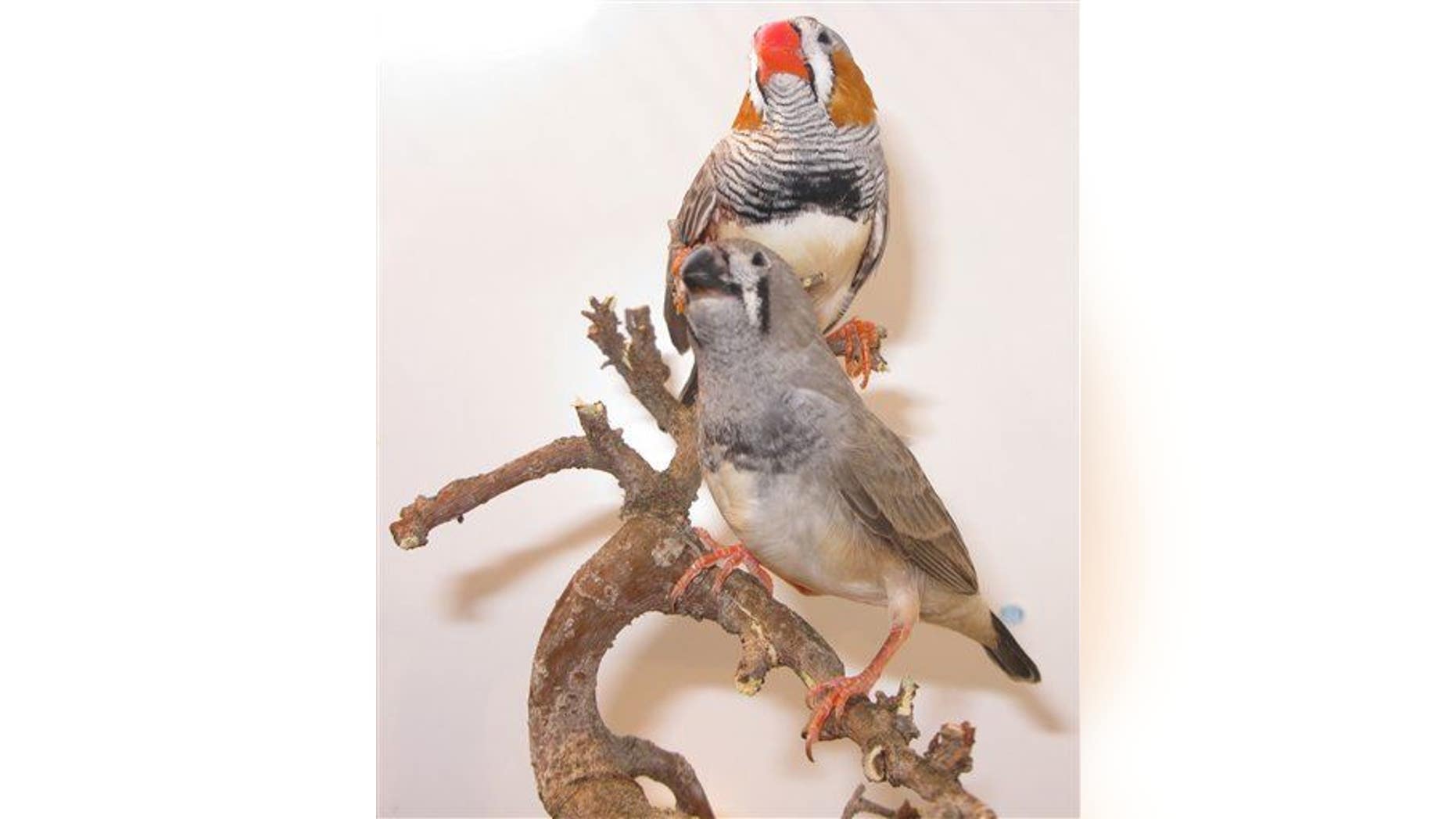 This undated handout photo provided by the journal Science shows Zebra finches.