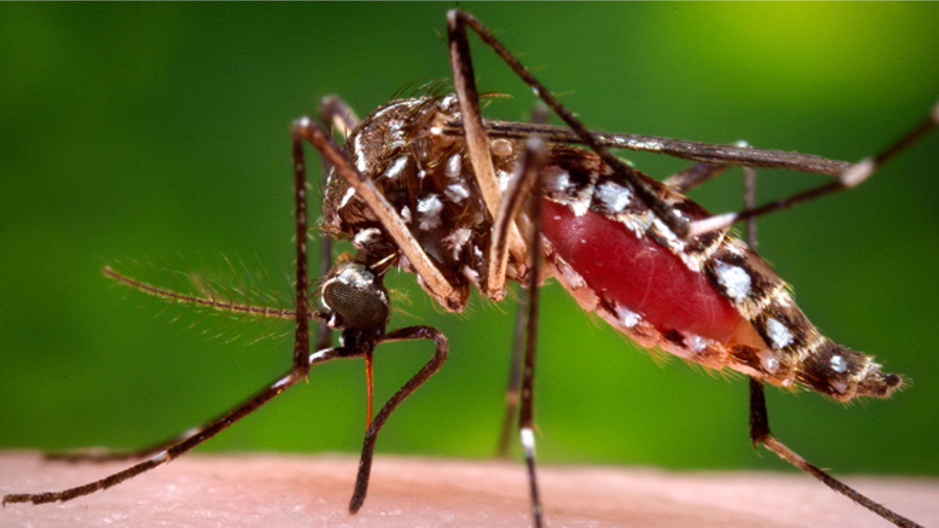 This 2006 photo provided by the Centers for Disease Control and Prevention shows a female Aedes aegypti mosquito in the process of acquiring a blood meal from a human host. On Friday, Feb. 26, 2015, the U.S. government said Zika infections have been confirmed in nine pregnant women in the United States. All got the virus overseas. Three babies have been born, one with a brain defect. (James Gathany/Centers for Disease Control and Prevention via AP)