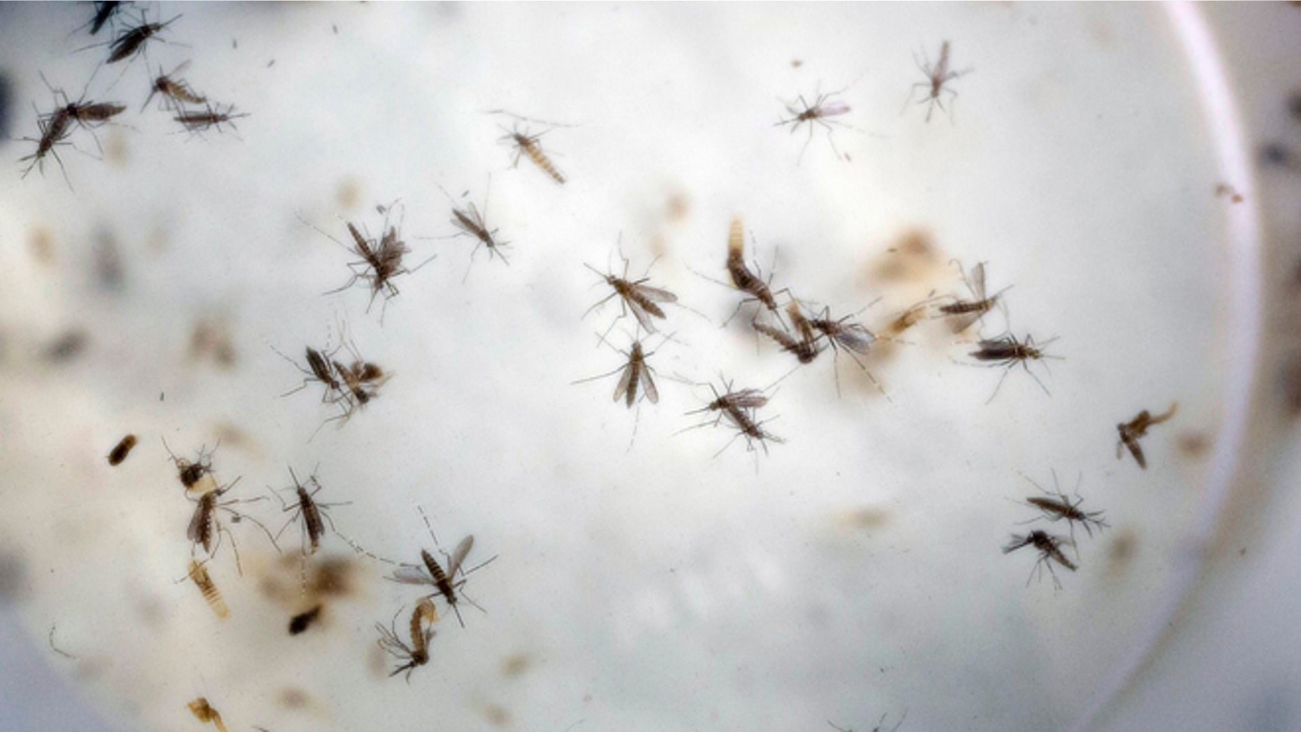 FILE - In this Thursday, Feb. 11, 2016, file photo, Aedes aegypti mosquitoes float in a mosquito cage at a laboratory in Cucuta, Colombia. The Aedes aegypti mosquito is the vector that transmits the Zika virus, and also dengue and chikunguna. The Food and Drug Administration is recommending U.S. blood banks refuse donations from people who have traveled to countries where the Zika virus is active in the prior four weeks, part of guidelines meant to protect the blood supply from the mosquito-borne virus. (AP Photo/Ricardo Mazalan, File)