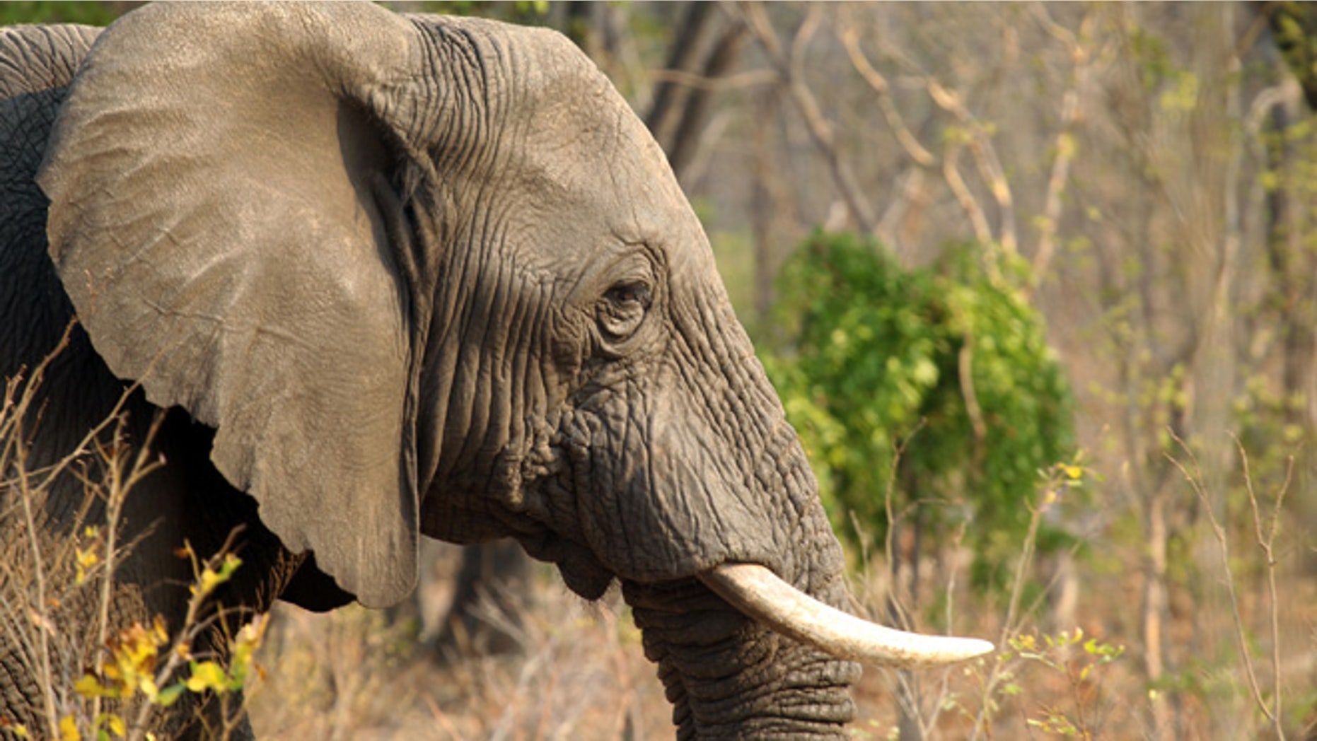 Oct 1., 2015: An elephant is seen in Hwange National Park, about 700 kilometres south west of Harare.