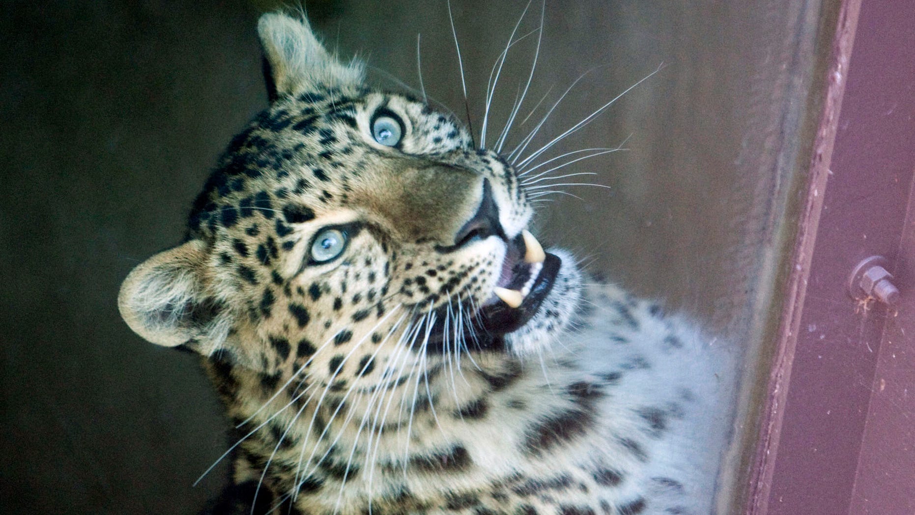 May 6: This Amur Leopard is seen after it attacked a child through the fence surrounding its enclosure at the Sedgwick County Zoo in Wichita, Kan. A first-grade student on a class field trip to a Wichita zoo has been mauled by a leopard after climbing a railing and approaching the animal. (AP/The Wichita Eagle)
