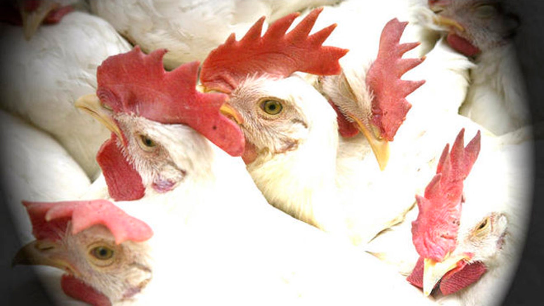 Chickens are seen held in a basket for sale at a wholesale market in Calcutta, India, Wednesday, Jan. 23, 2008. Authorities confirmed India's worst outbreak of bird flu was the virulent H5N1 virus strain Tuesday, and announced plans to slaughter 2 million birds in eastern India in a bid to contain the disease. (AP Photo/Bikas Das)
