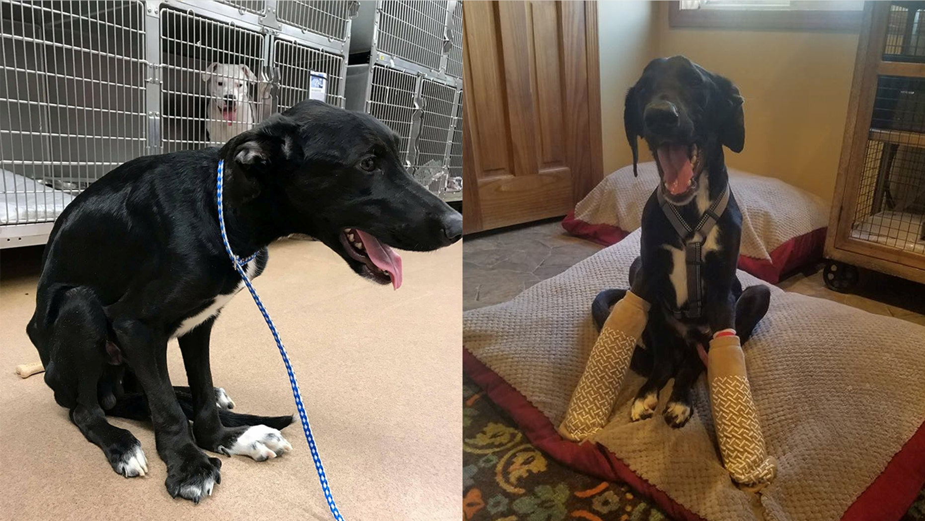 A young pup who can't walk after being kept in a small cage is looking for a new home.