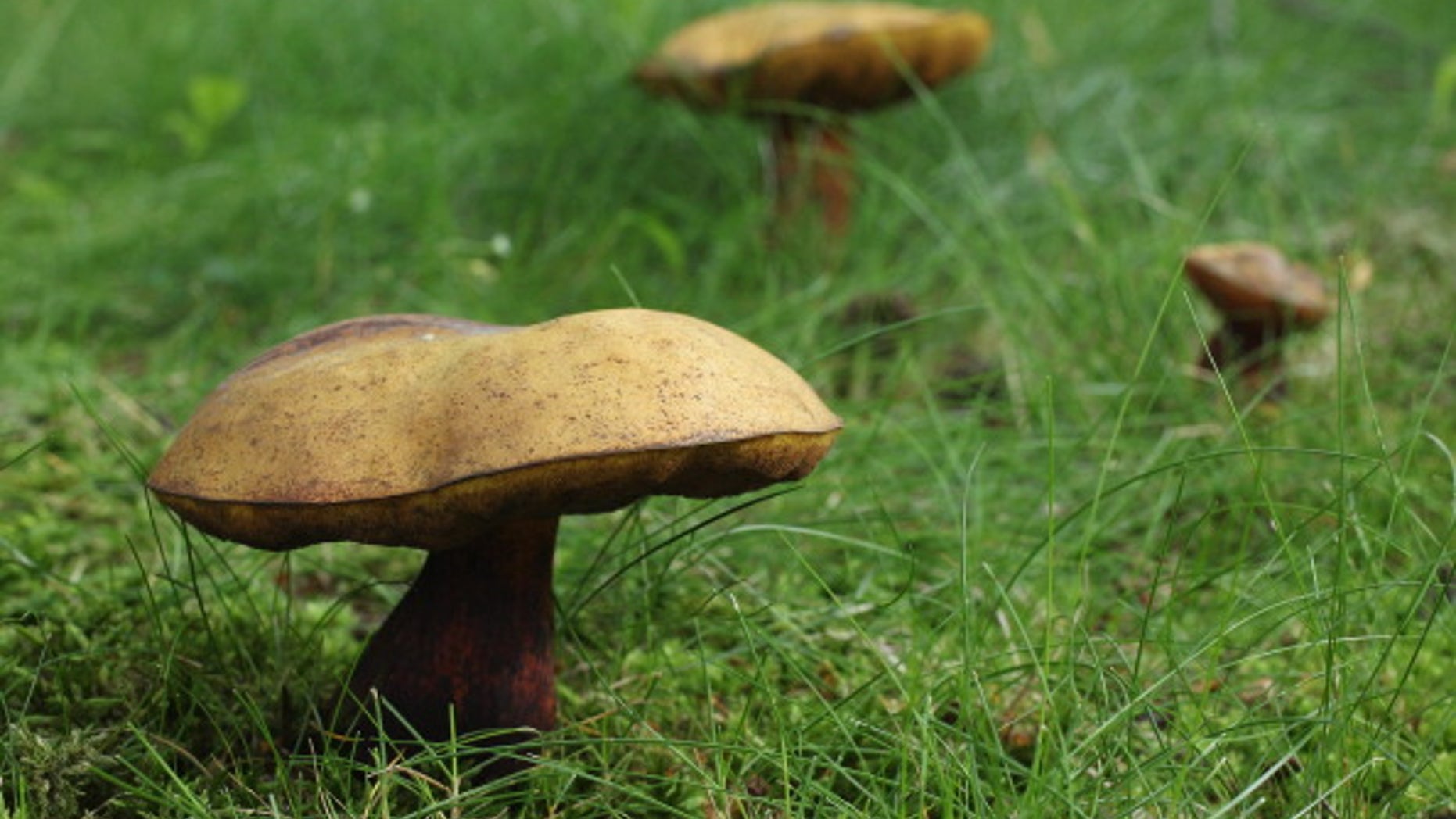 BERLIN, GERMANY - JULY 10: Wild mushrooms grow in the backyard of a residential house on July 10, 2012 in Berlin, Germany. Recent rains and humid weather have provided excellent conditions for mushrooms to grow across Germany. (Photo by Sean Gallup/Getty Images)