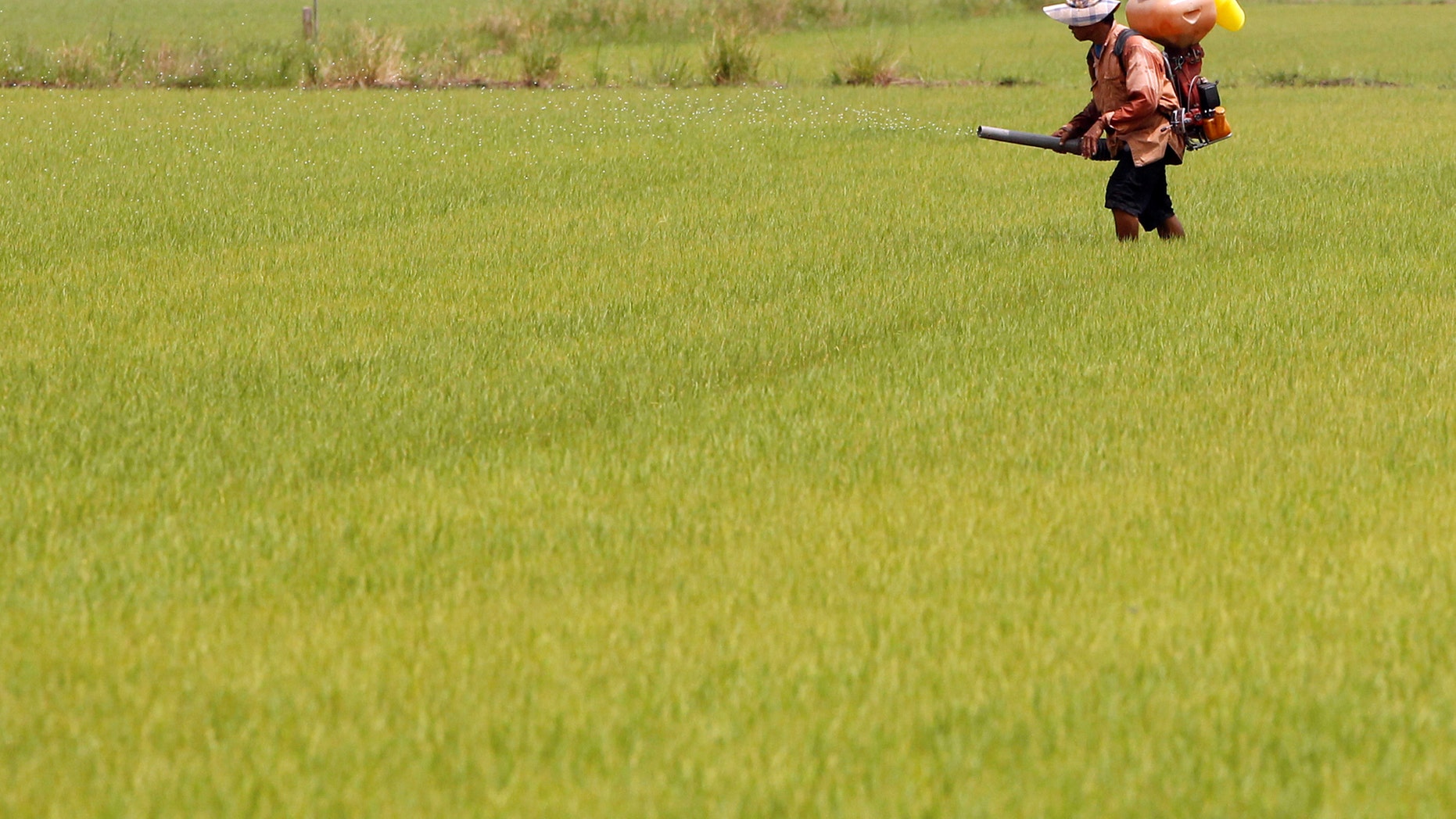 File photo: A farmer sprays pesticide over his rice field in Nonthaburi province, on the outskirts of Bangkok, Thailand, June 8, 2017. (REUTERS/Chaiwat Subprasom)