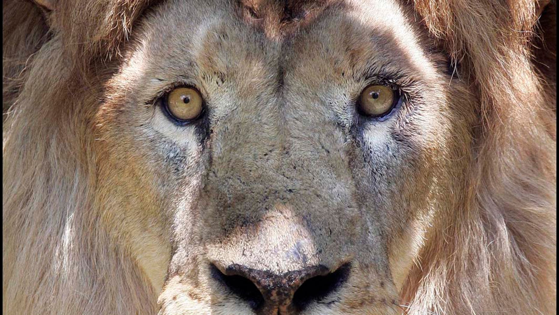 A 14-year-old lion named Christopher looks out from the shade of its enclosure at Franklin Park Zoo in Boston, Tuesday, June 26, 2007. Temperatures in the Boston area were expected to reach into the 90s on Tuesday. (AP Photo/Michael Dwyer)