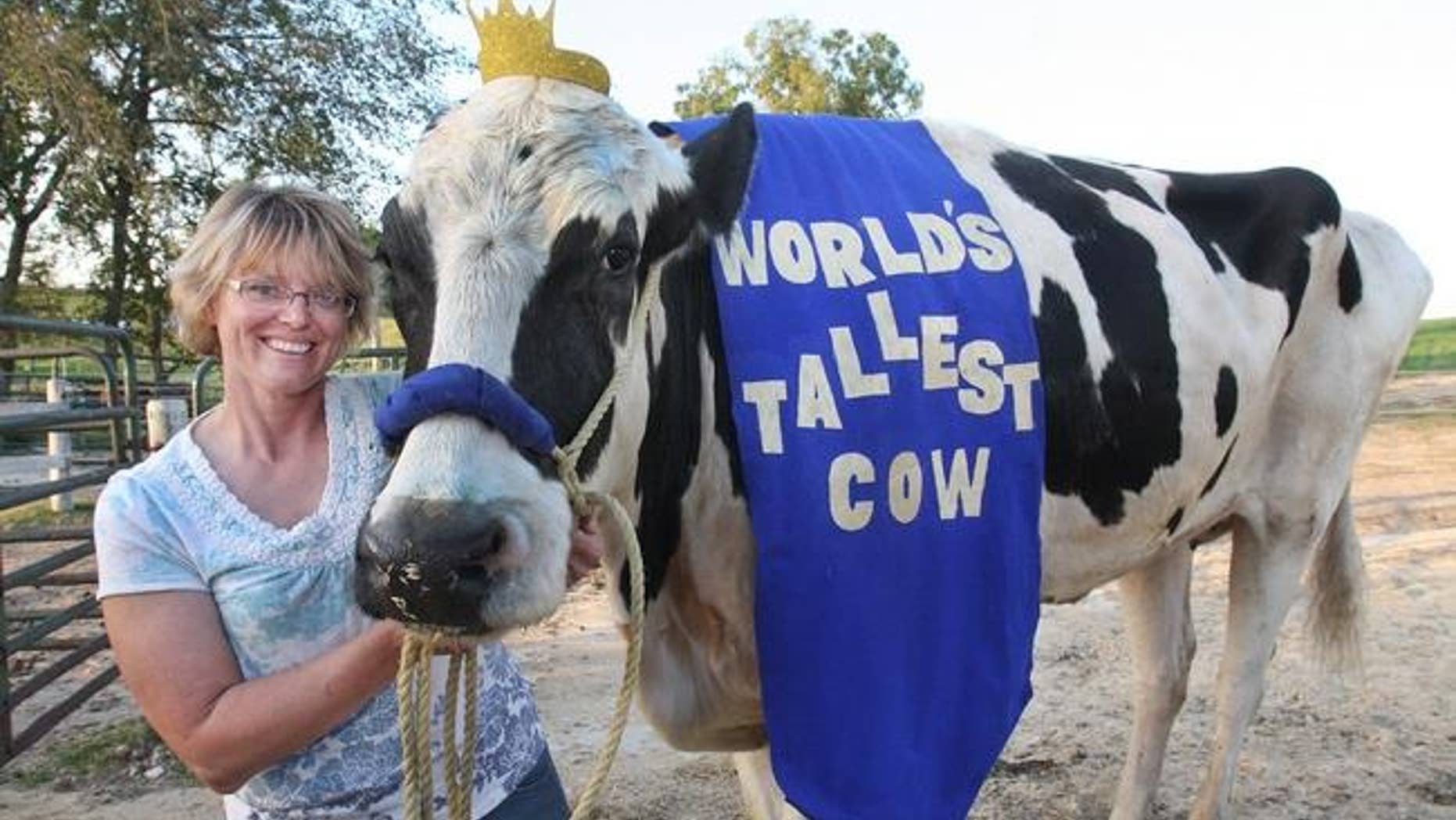 In this Sept. 19, 2014 photo, Patty Hanson poses with her prize-winning cow Blosom at her farm in Orangeville, Ill. Hanson says Blosom, the world's tallest cow has died after holding the title for less than a year. Hanson says that her 6-foot-4 cow died May 26, 2015 on her farm. She is not sure what happened to Blosom, but she decided to put the 13-year-old Holstein down after two veterinarians said there was nothing they could do to save her. (The Journal-Standard via AP) MANDATORY CREDIT