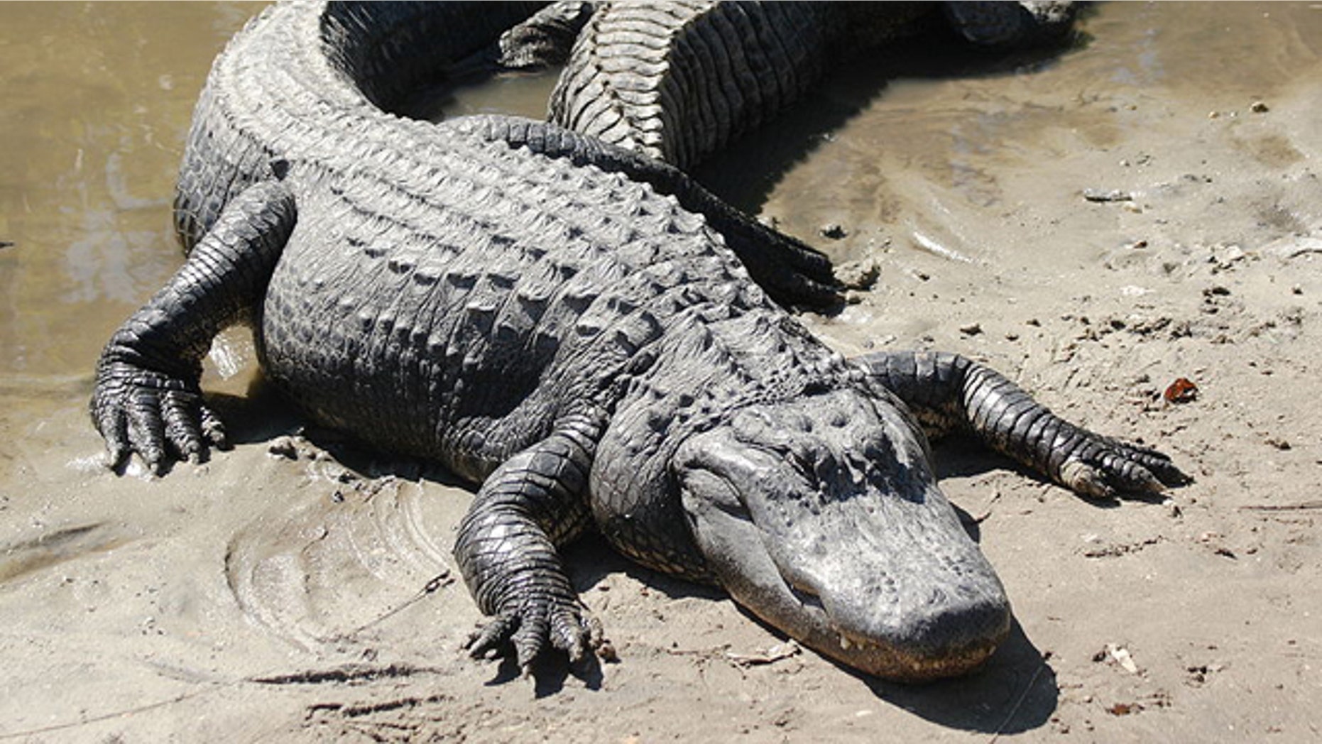 In 2007, an alligator at a Georgia gated community chewed up Gwyneth Williams' arms and foot. Her family members then proceeded to sue the community for damages.