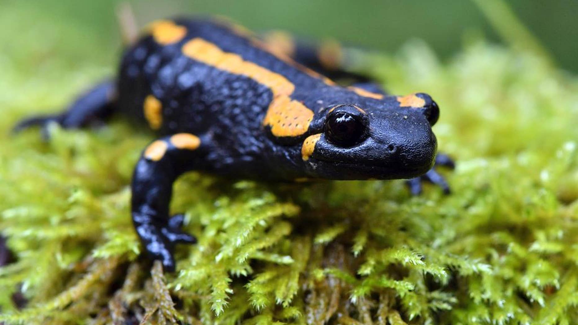 In this Oct. 18, 2016 file photo, a fire salamander perches on a mossy surface near Oberhof, Germany. Europe’s salamanders could be decimated by an alien invader that has already wreaked havoc in some part of the continent, scientists say. Researchers who examined the impact of a non-native fungus on fire salamanders in Belgium and the Netherlands found that it is lethal to the amphibians and almost impossible to eradicate. (Martin Schutt/dpa via AP,file)