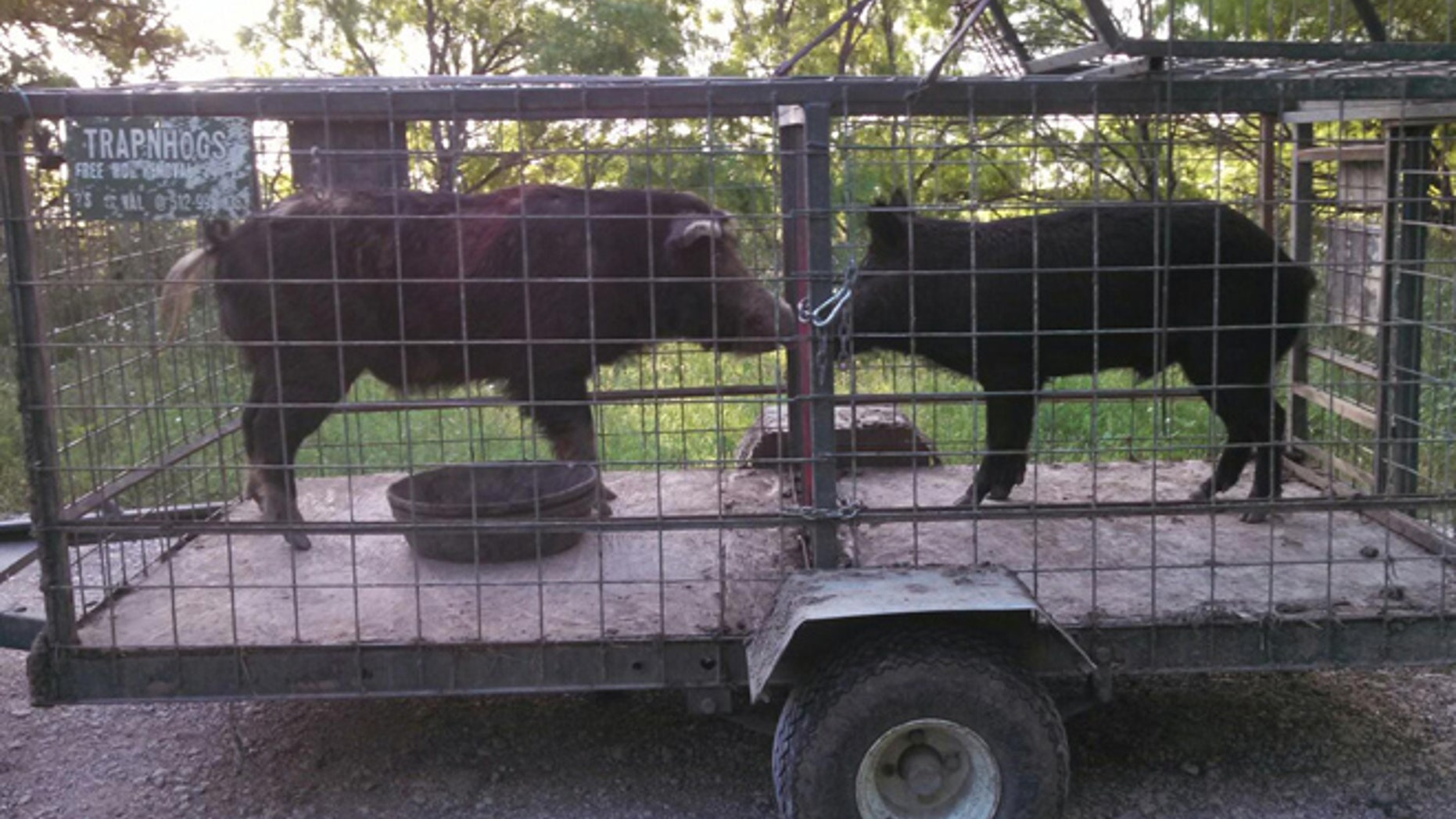 Caldwell County in Central Texas is the front line in the Lone Star state’s battle against feral hogs.