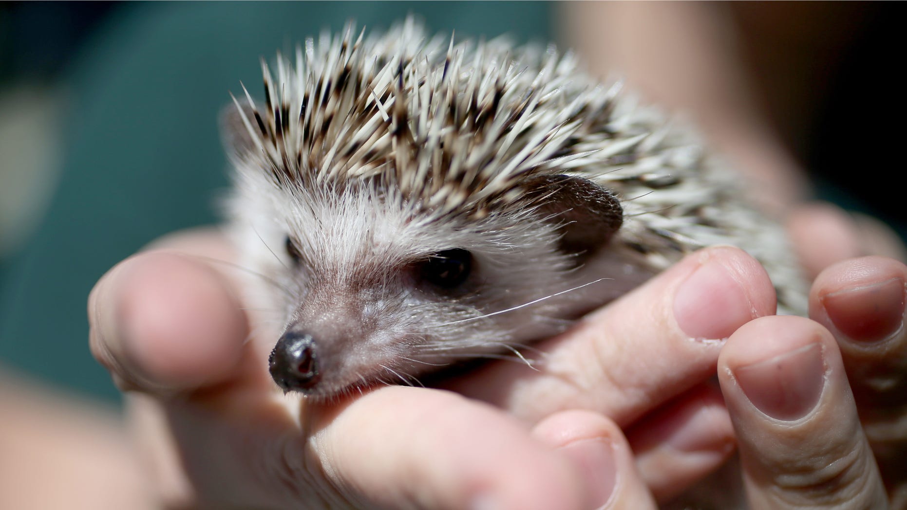 FORT LAUDERDALE, FL - JANUARY 22: A hedgehog is seen during a press conference by the Florida Fish and Wildlife Conservation Commission to encourage people who own exotic pets like the hedgehog to turn them in during the Exotic Pet Amnesty Program on January 22, 2014 in Fort Lauderdale, Florida.The program scheduled for Saturday is an effort to reduce the number of nonnative species being released into the wild by pet owners who can no longer care for their pets or no longer wish to keep them. Amnesty Day events are held around the state to provide the opportunity for people to surrender their nonnative pets free of charge with no penalties. (Photo by Joe Raedle/Getty Images)