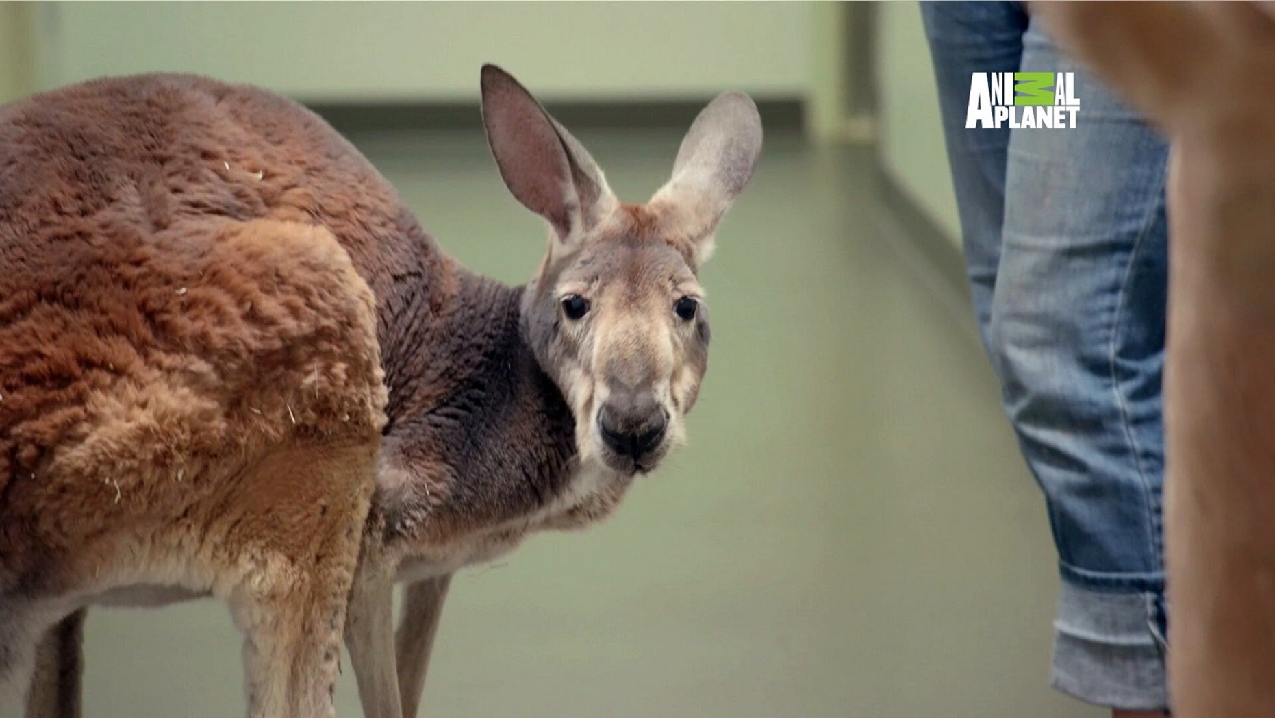 Dave, a kangaroo who calls the Bronx Zoo home, is receiving low-temperature cryotherapy treatment for arthritis.