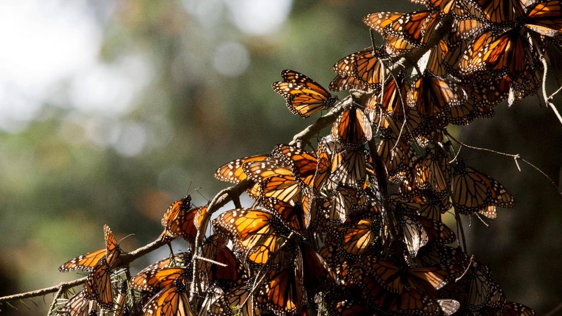 FILE - In this Jan. 4, 2015 file photo, a kaleidoscope of Monarch butterflies hang from a tree branch, in the Piedra Herrada sanctuary, near Valle de Bravo, Mexico. Illegal logging has almost tripled in the monarch butterfly’s wintering grounds in central Mexico, reversing several years of steady improvements. Almost all of the loss occurred in San Felipe de los Alzati, in the state of Michoacan, over the past year, while little was lost in 31 other communities, according to a Tuesday, Aug. 25, 2015 announcement by the World Wildlife fund and the Institute of Biology of Mexico’s National Autonomous University. (AP Photo/Rebecca Blackwell, File)