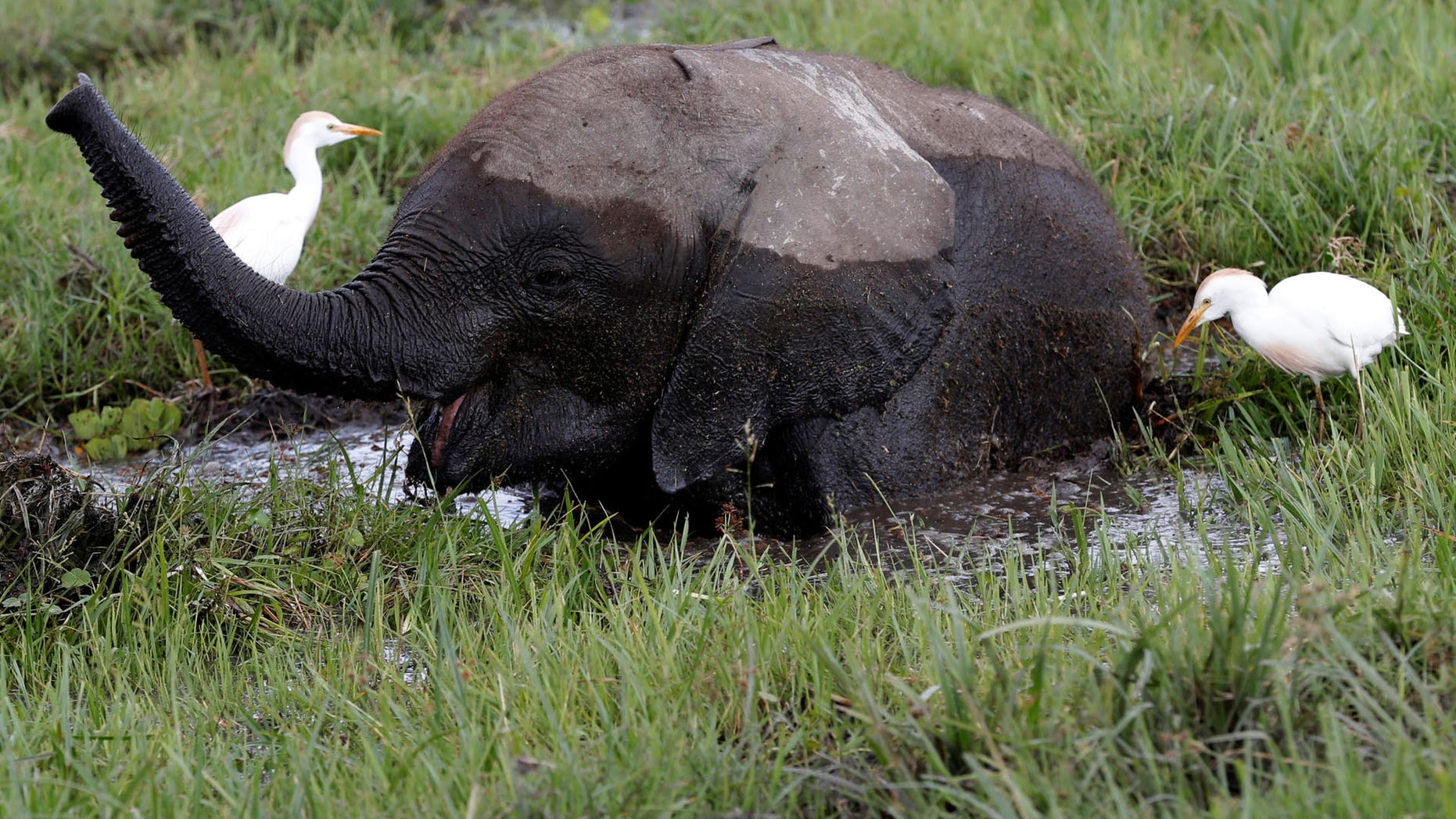 A baby elephant in a swamp.