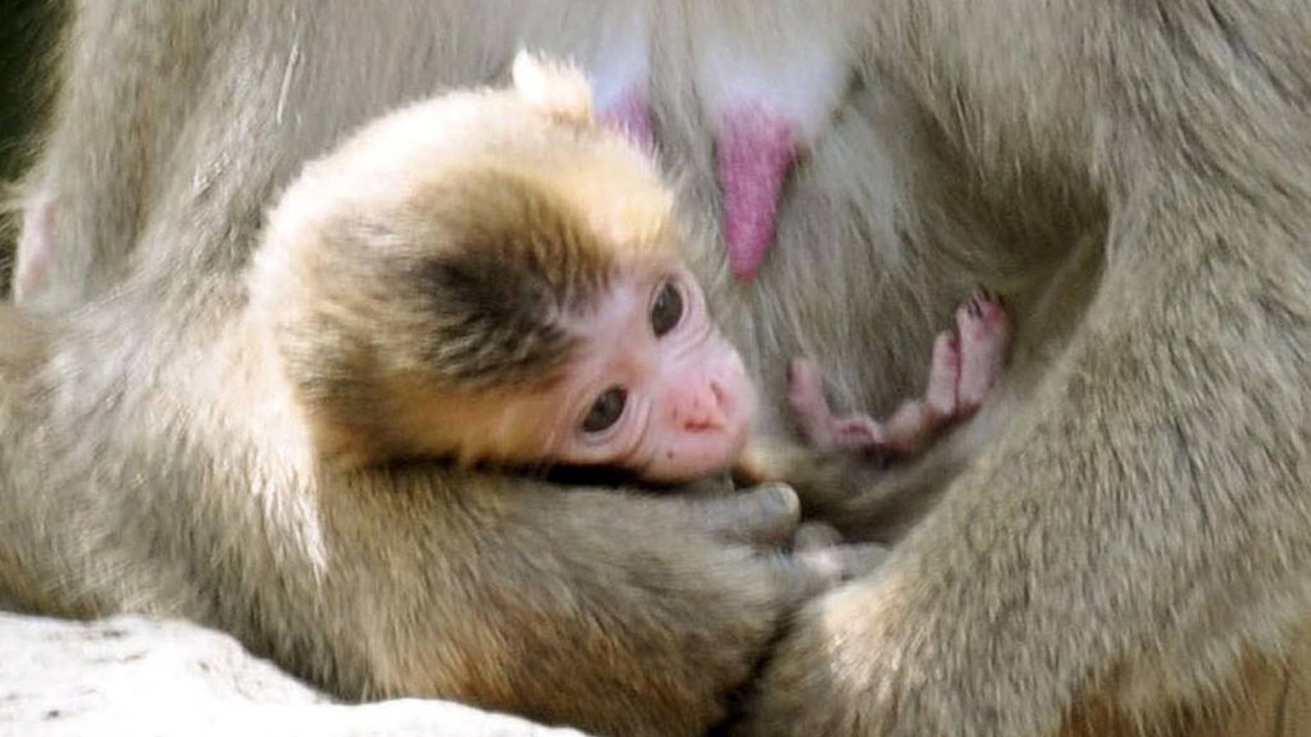 A newborn baby monkey named Charlotte clings to her mother at Takasakiyama Natural Zoological Garden in Oita, southern Japan Friday, May 8, 2015. The monkey born in the Japanese zoo will keep its name Charlotte, after all. Oita city officials settled a dayslong national debate over whether calling the monkey Charlotte offends its British royal namesake. The officials say they will stick to their first choice because there was no protest from Britain's royal family. (Kyodo News via AP) JAPAN OUT, CREDIT MANDATORY