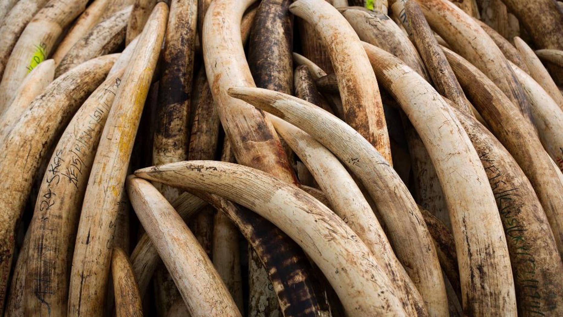 FILE - In this April 28, 2016, file photo, elephant tusks are stacked in one of around a dozen pyres of ivory, in Nairobi National Park, Kenya. Cesar "Ernie" Gutierrez, a famous custom pool-cue maker, was sentenced Monday, Nov. 7, 2016, to two years of probation for his role in trying to help export protected African elephant ivory to Taiwan. (AP Photo/Ben Curtis, File)