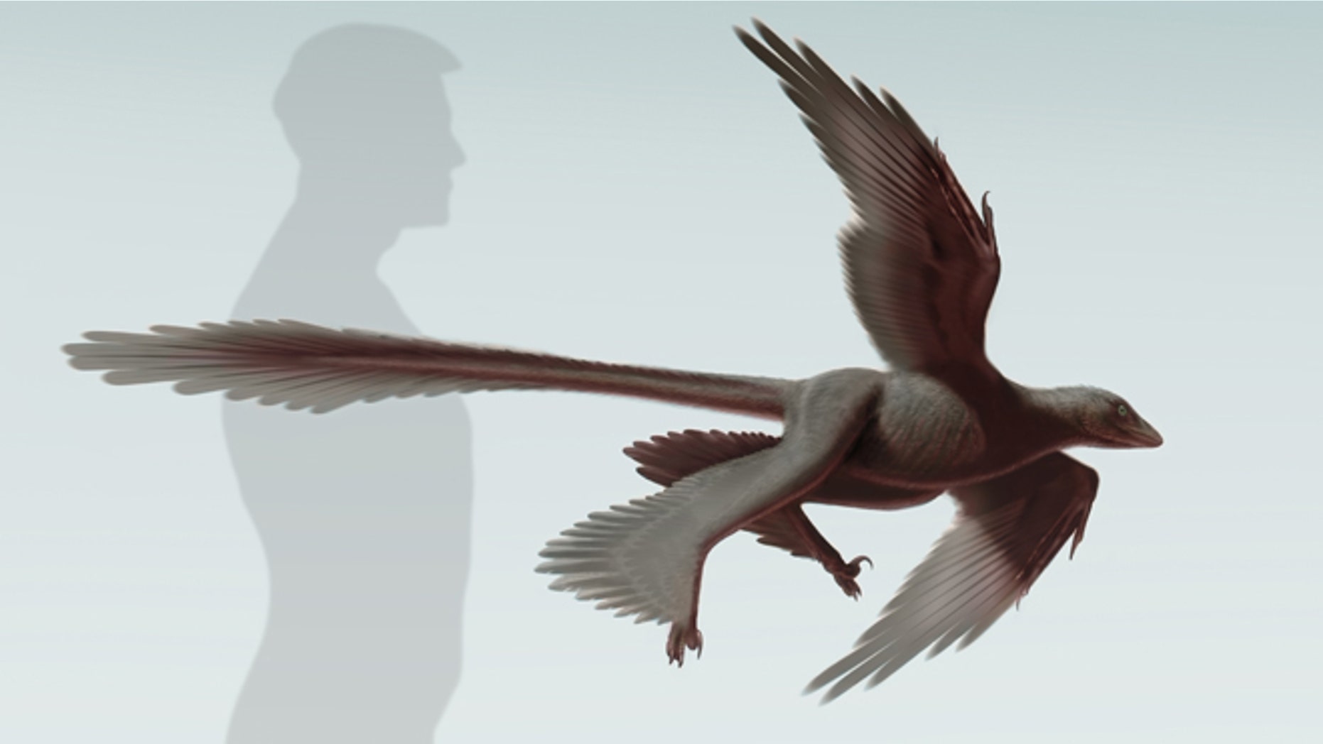 Flying Dinosaur From China Had Four Wings And Longest Feathers Ever ...