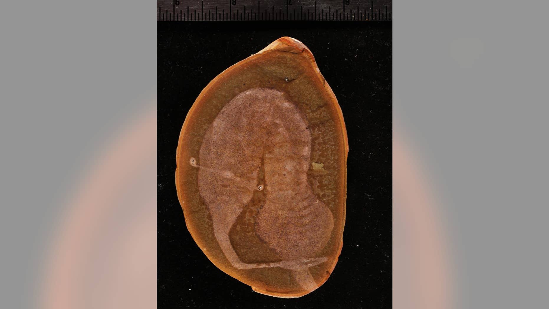 This undated photo provided by The Field Museum in Chicago shows a fossil of a Tully monster. The Tully monster, an oddly configured sea creature with teeth at the end of a narrow, trunk-like extension of its head and eyes that perch on either side of a long, rigid bar, has finally been identified. Fossil hunters have been finding samples of Illinois' state fossil in the Mazon Creek area for decades but no one has ever been able to say exactly what a Tully monster is. That changes Thursday, March 17, 2016, with the publication of a paper in the journal Nature. (Paul Mayer/The Field Museum via AP)