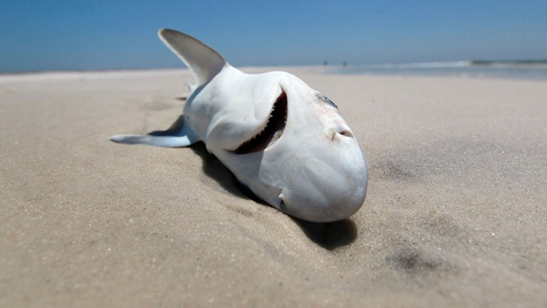 May 4: A dead shark is seen laying in the surf as concern continues that the massive oil spill in the Gulf of Mexico may harm animals in its path.