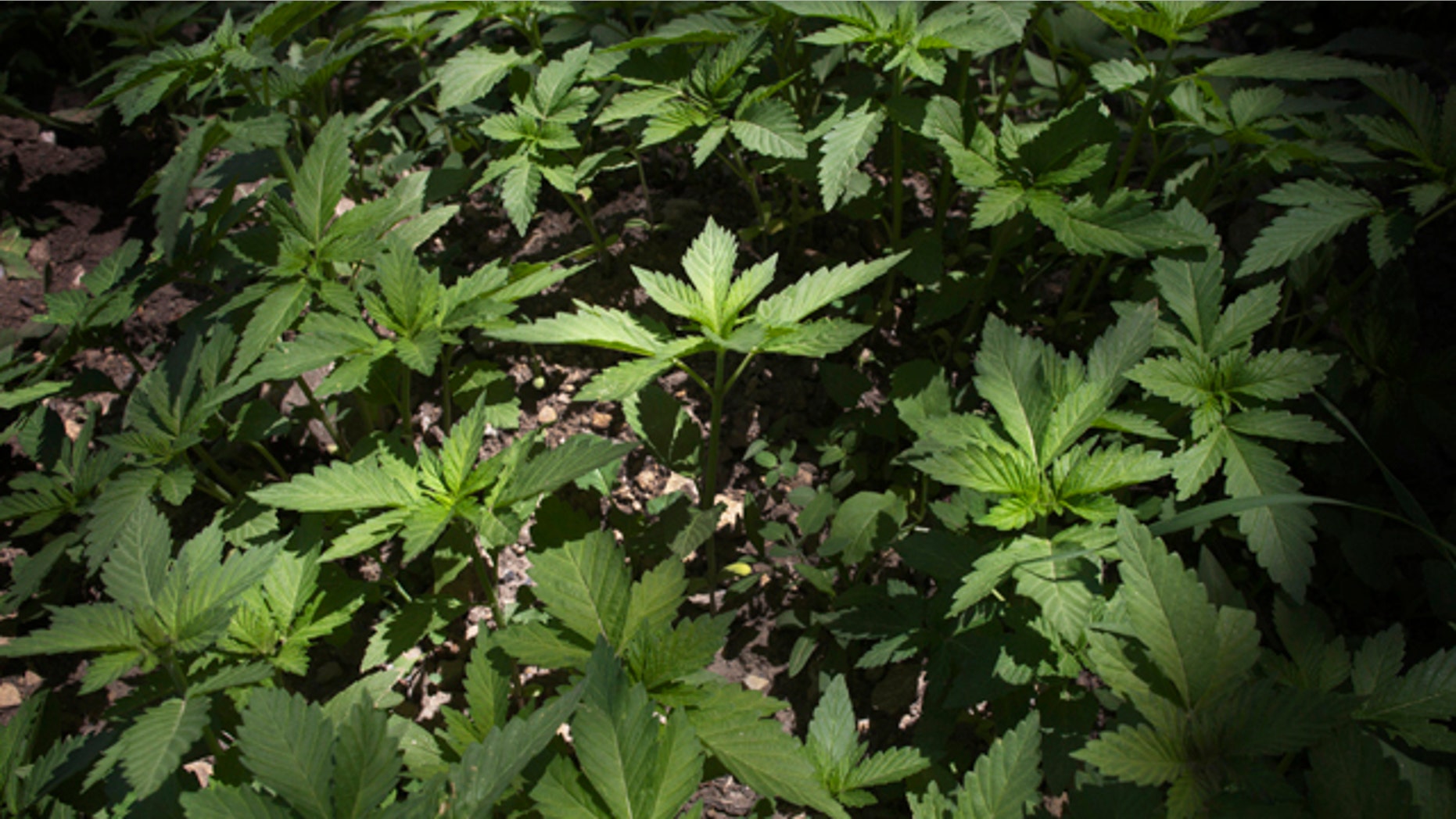 File Photo: Marijuana. (Photo by Paula Bronstein/Getty Images)