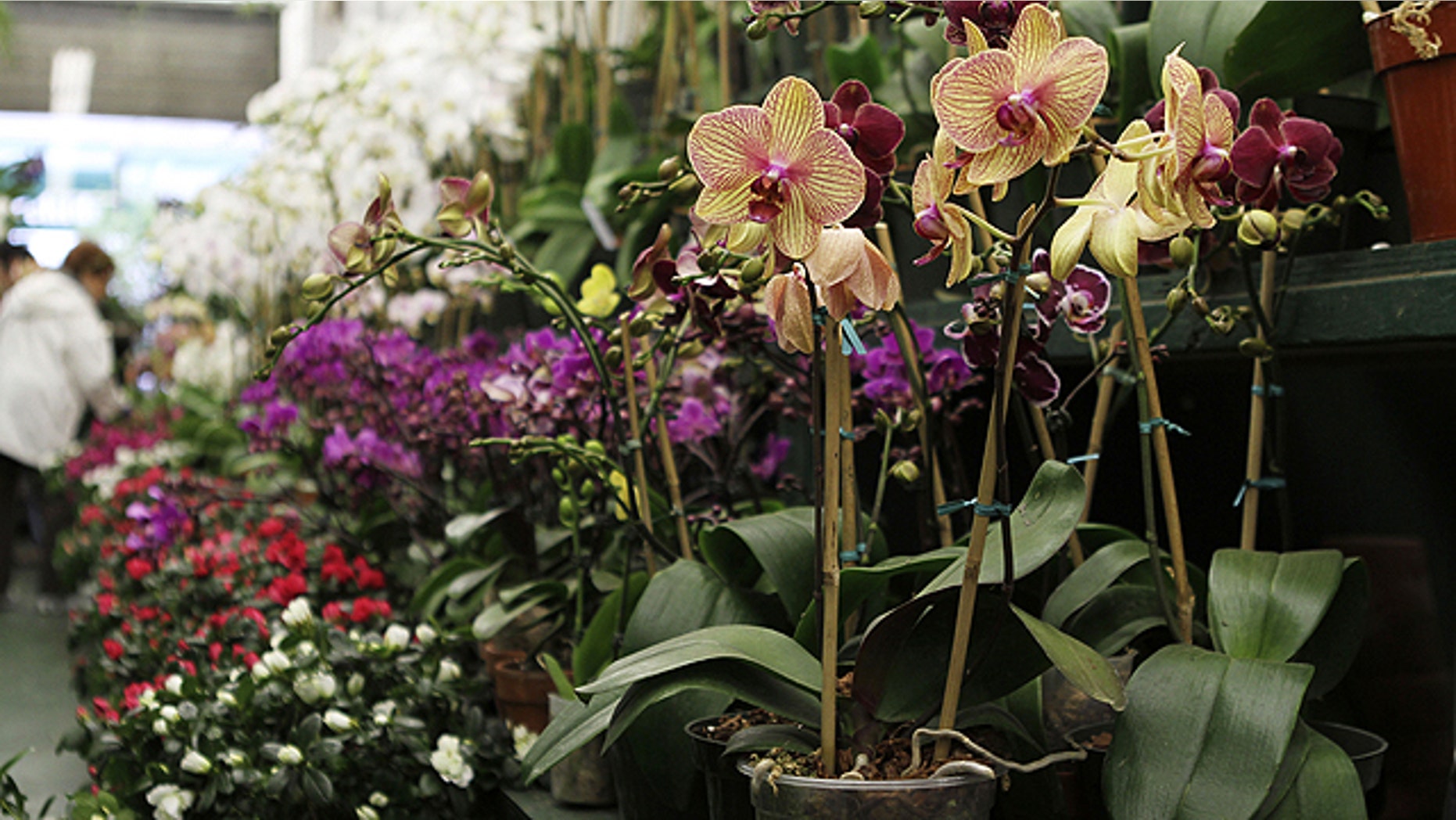 Orchids for sale at Foliage Garden