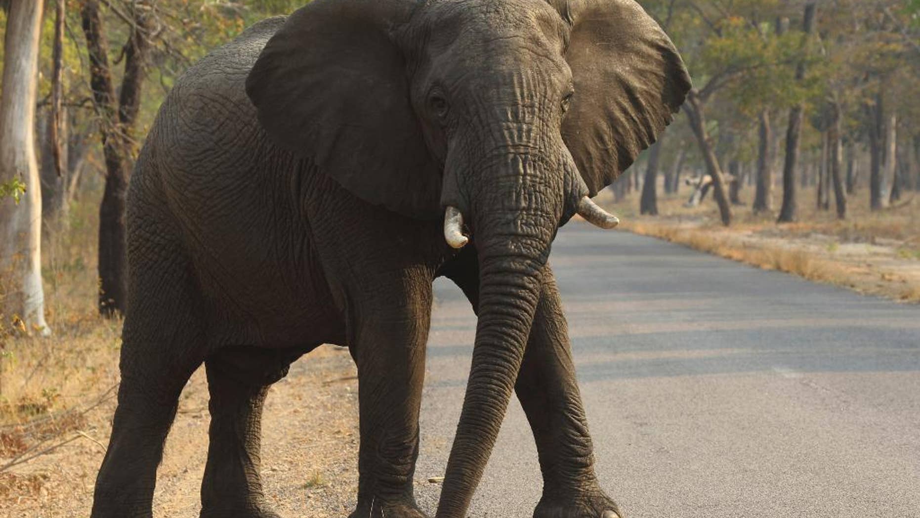 An elephant killed a driver in Thailand on Wednesday.