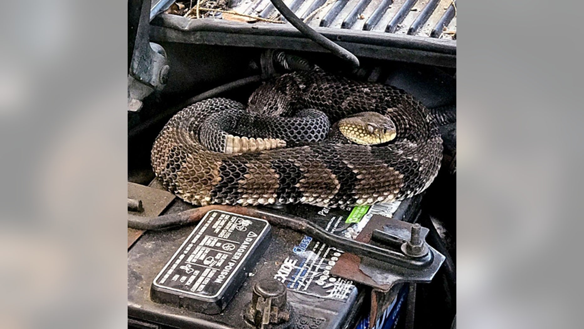 A man jump-starting his car was surprised to find a rattlesnake in his engine.