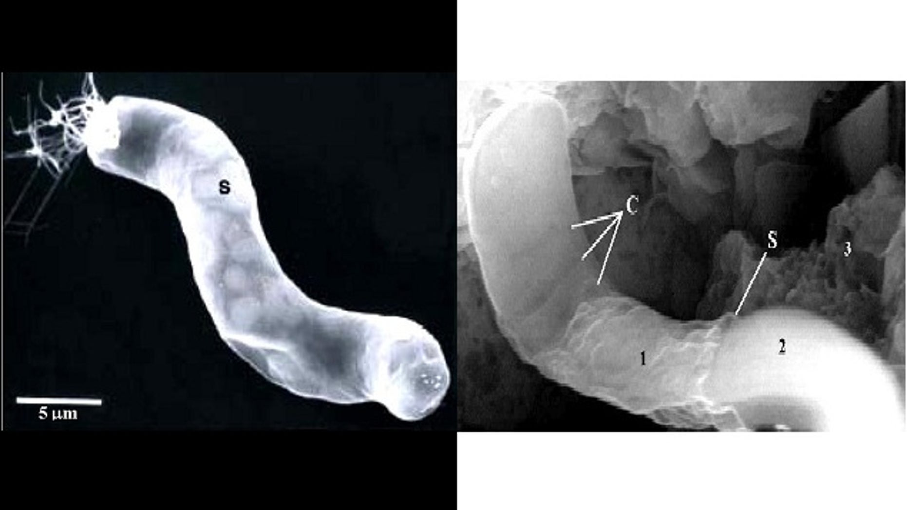 A photograph taken through a scanning electron microscope of a CI1 meteorite (right) is similar in size and overall structure to the giant bacterium Titanospirillum velox (left), an organism found here on planet Earth, a NASA scientist said.