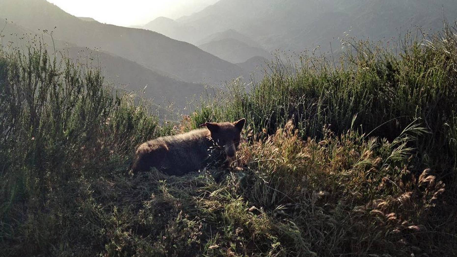 This Sunday, April 24, 2016 photo provided by the California Department of Fish and Wildlife shows a 2 year-old female bear cub after she was released to an unidentified location in Los Angeles County. Officials captured the bear cub on Sunday, April 24, after it was found in a suburban Los Angeles County foothill community of Duarte. (California Department of Fish and Wildlife via AP)