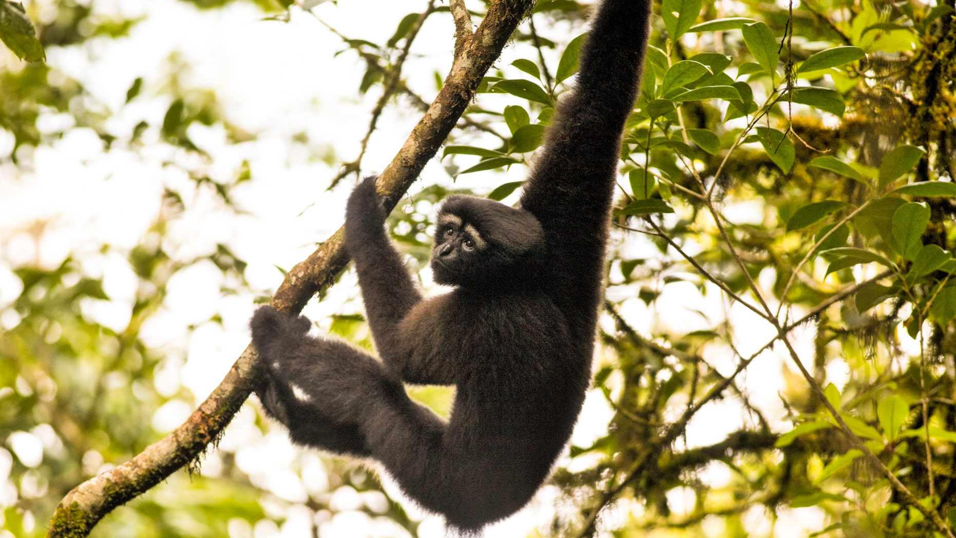 Skywalker hoolock gibbon
