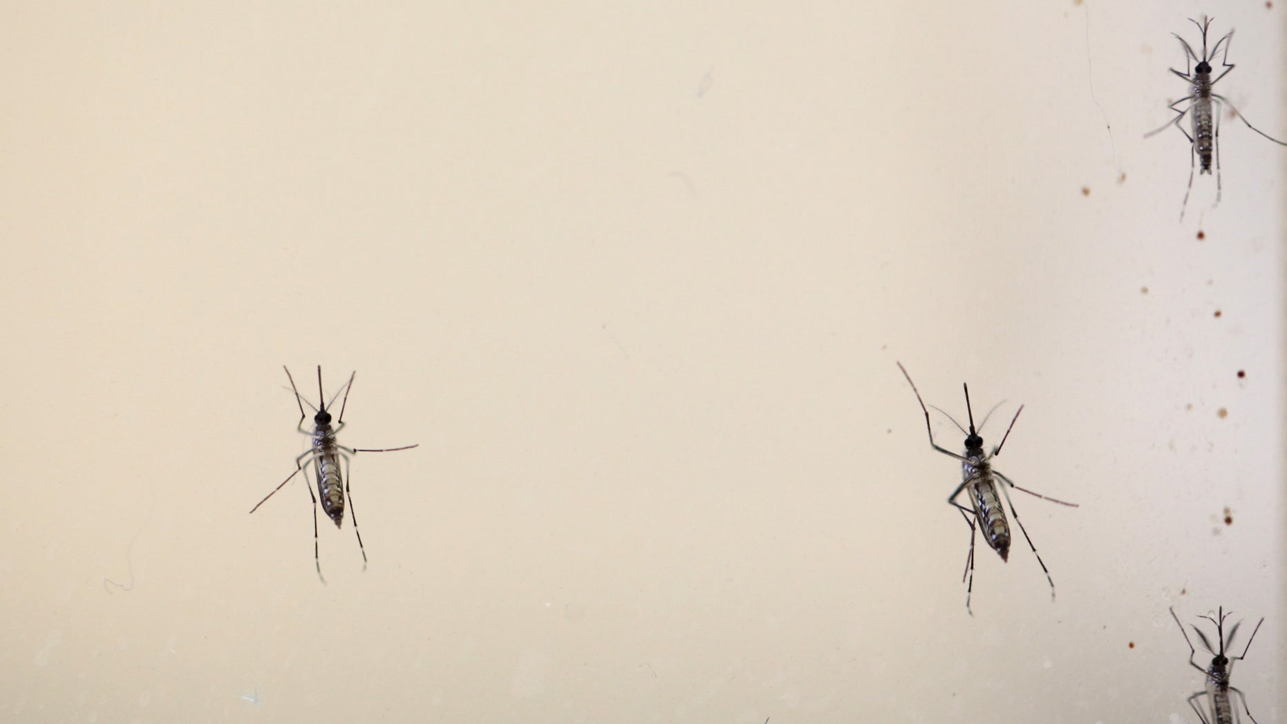 Aedes aegypti mosquitoes are seen at the Laboratory of Entomology and Ecology of the Dengue Branch of the U.S. Centers for Disease Control and Prevention in San Juan, March 6, 2016.