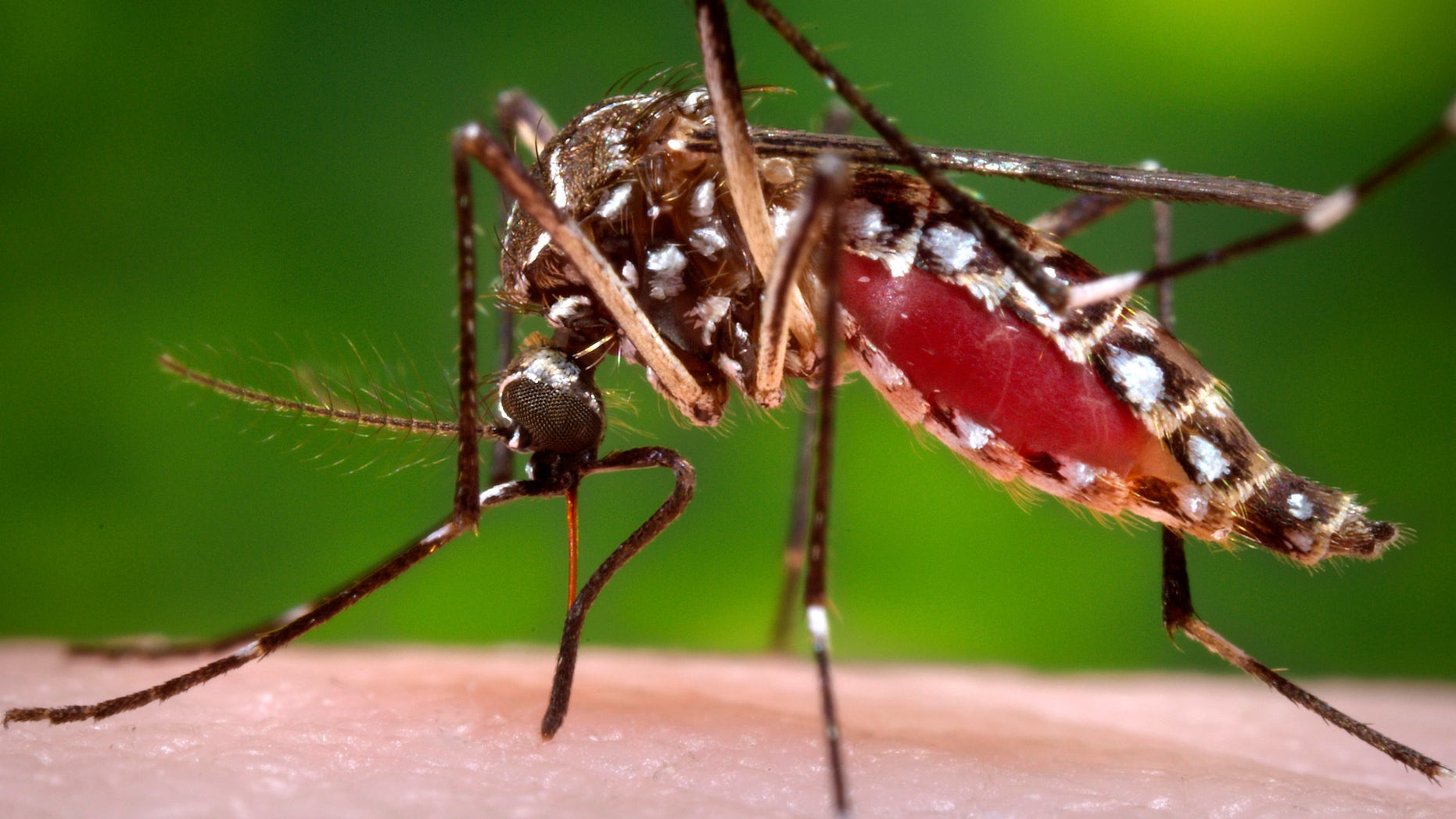 The Aedes aegypti mosquito, shown here, is one type of mosquito capable of infecting people with dengue fever. (REUTERS/James Gathany/CDC/Handout via Reuters)